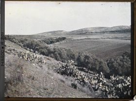 Image représentant Paysage avec oliviers, aloe vera et cactus