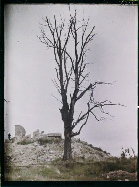 Image représentant France, Montfaucon, L'Eglise et l'arbre mort