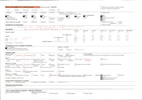 Image représentant Des flamboyants en fleurs le long d'une route