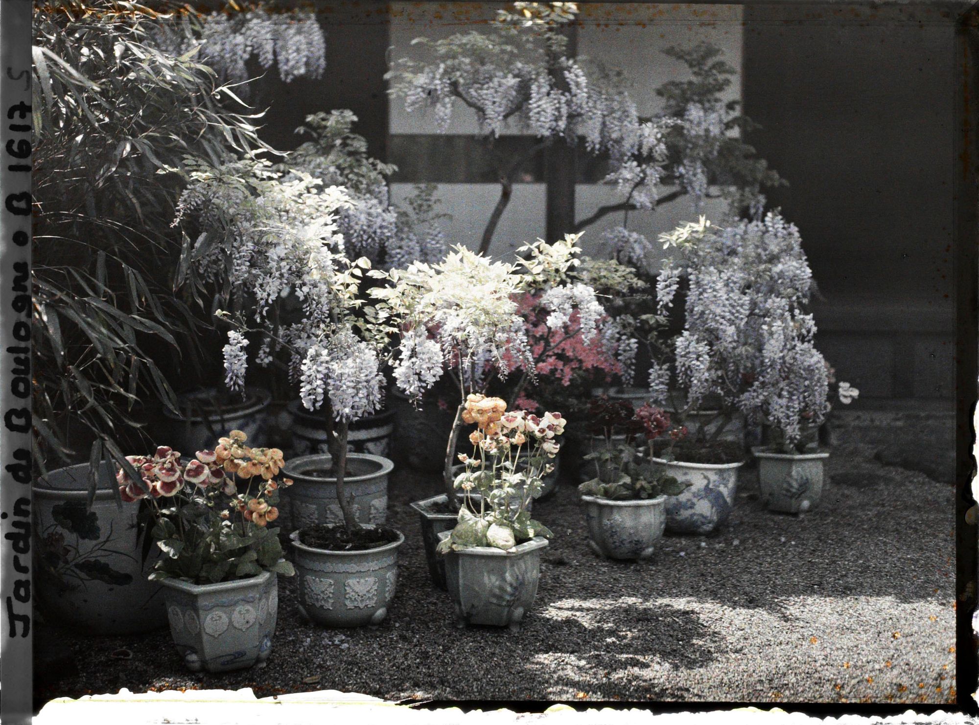 Image représentant Glycines, azalées et calcéolaires en pots fleuries au pied de la maison est du " village japonais "