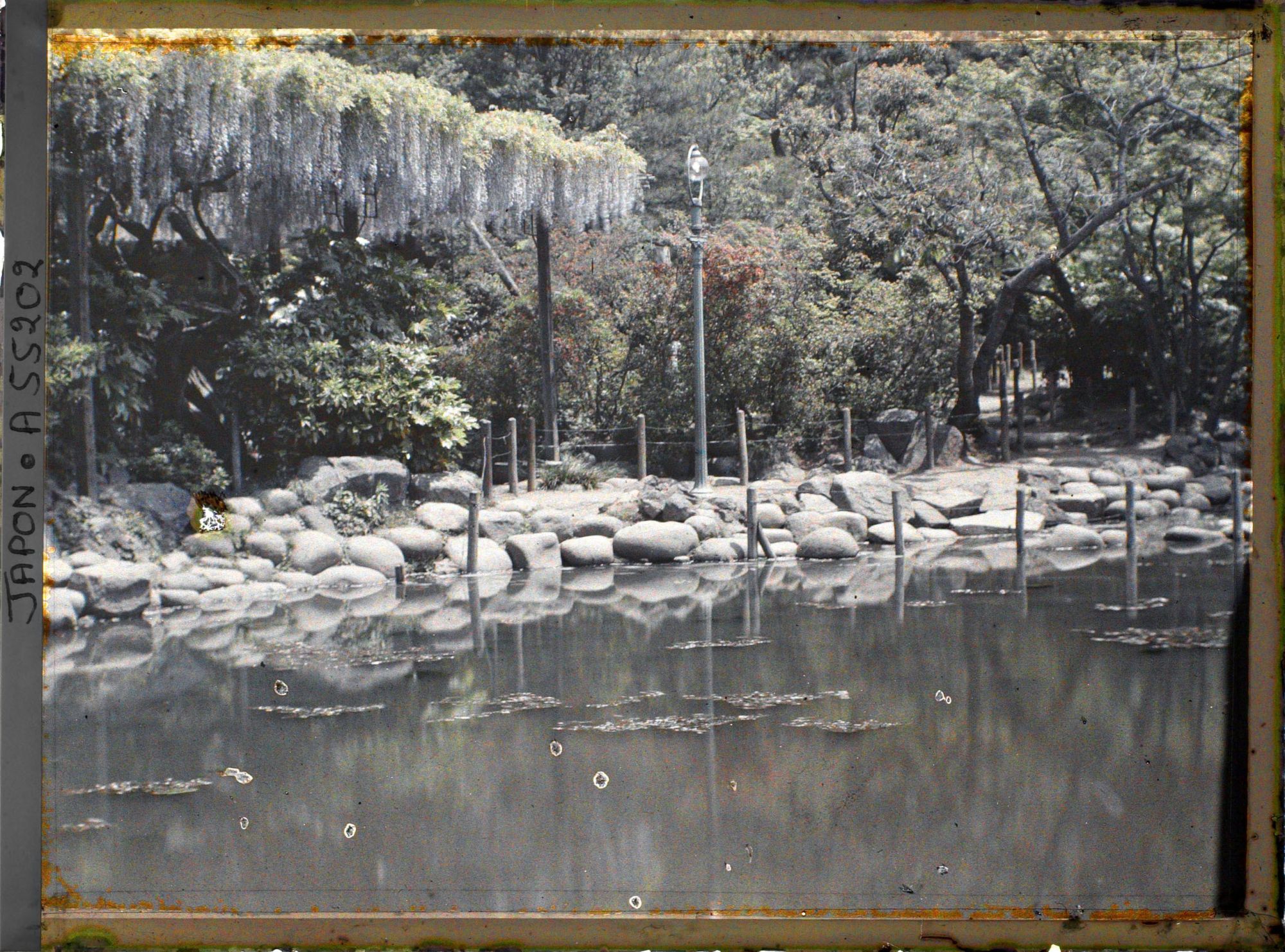 Image représentant Hibiya-koen (parc de Hibiya), étang et glycines au bord de l'étang shinkei