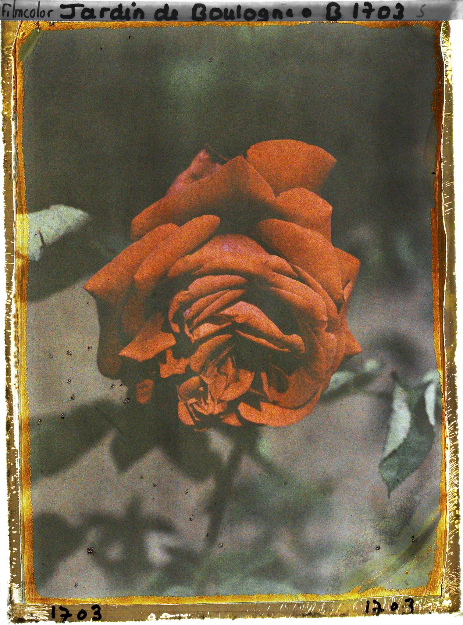 Image représentant Rose rouge