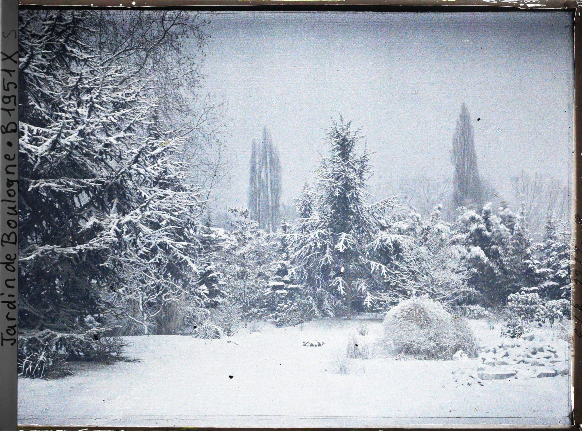 Image représentant La forêt bleue sous la neige