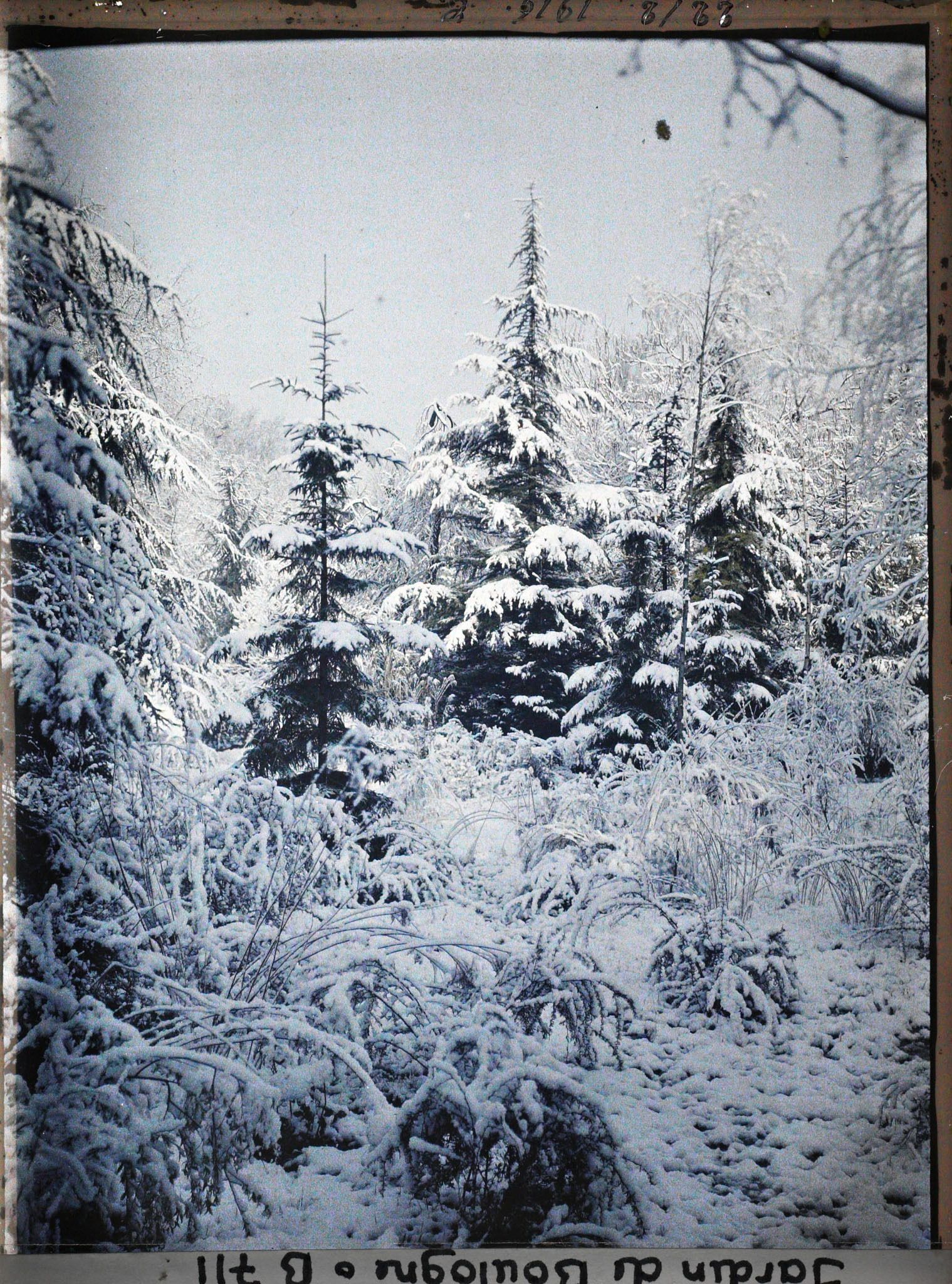Image représentant Forêt bleue sous la neige