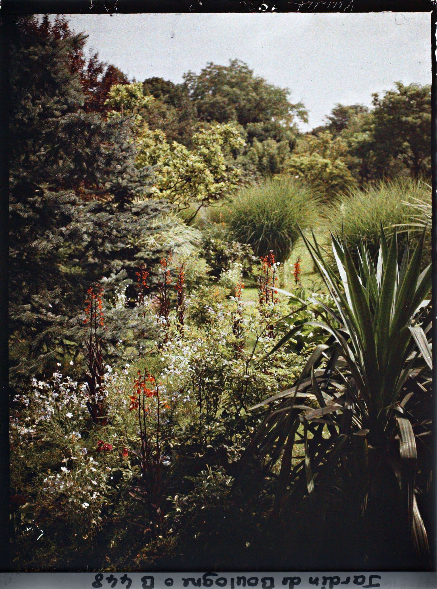 Image représentant Plate-bande fleurie de la forêt bleue, vue en direction du marais