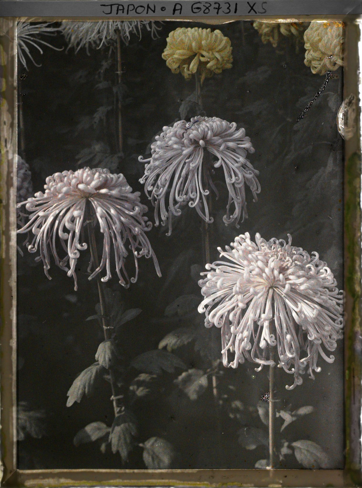 Image représentant Exposition de chrysanthèmes