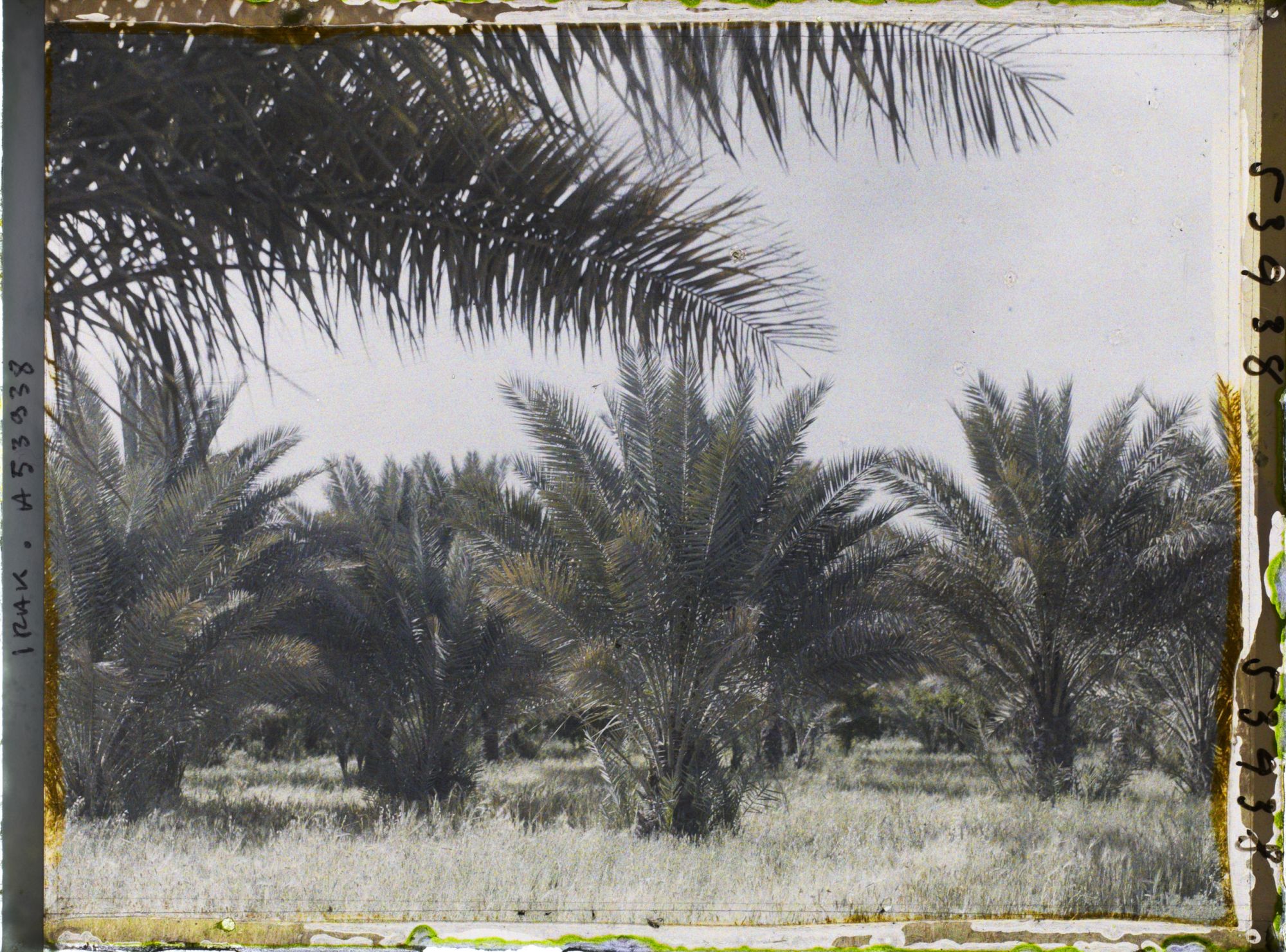 Image représentant Palmeraie de dattiers