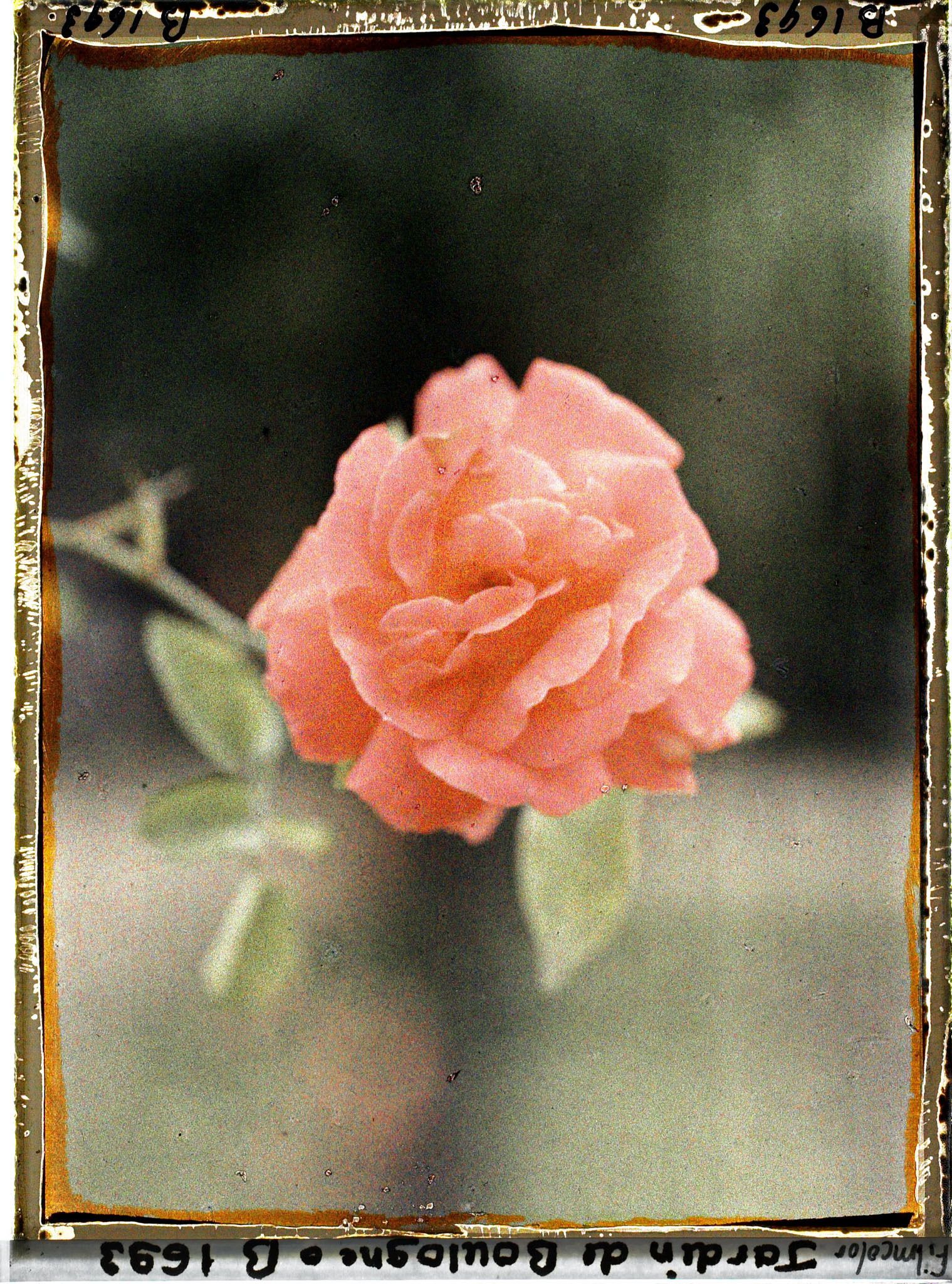 Image représentant Rose d'un rose orangé