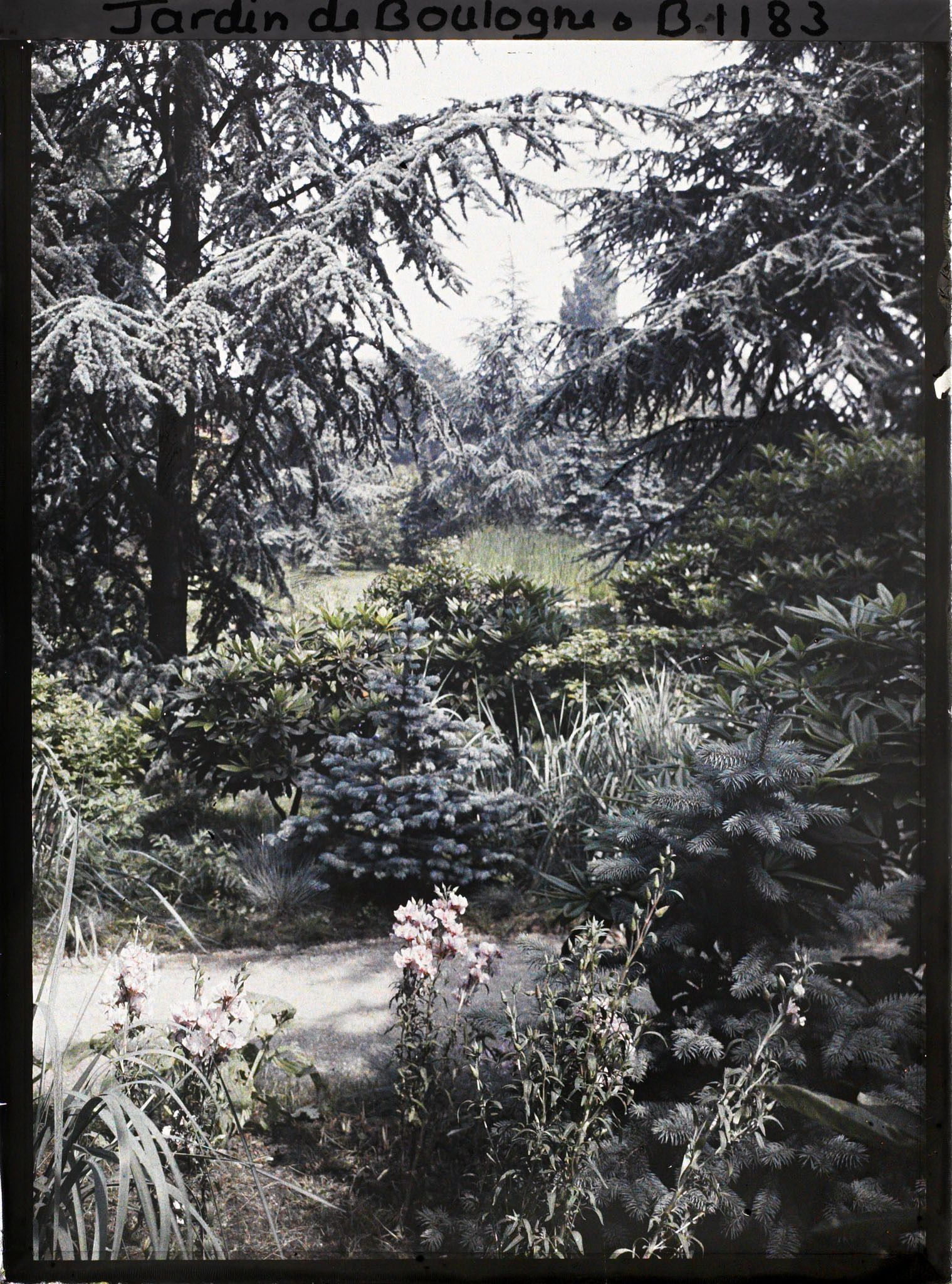Image représentant La forêt bleue avec le marais à l'arrière-plan