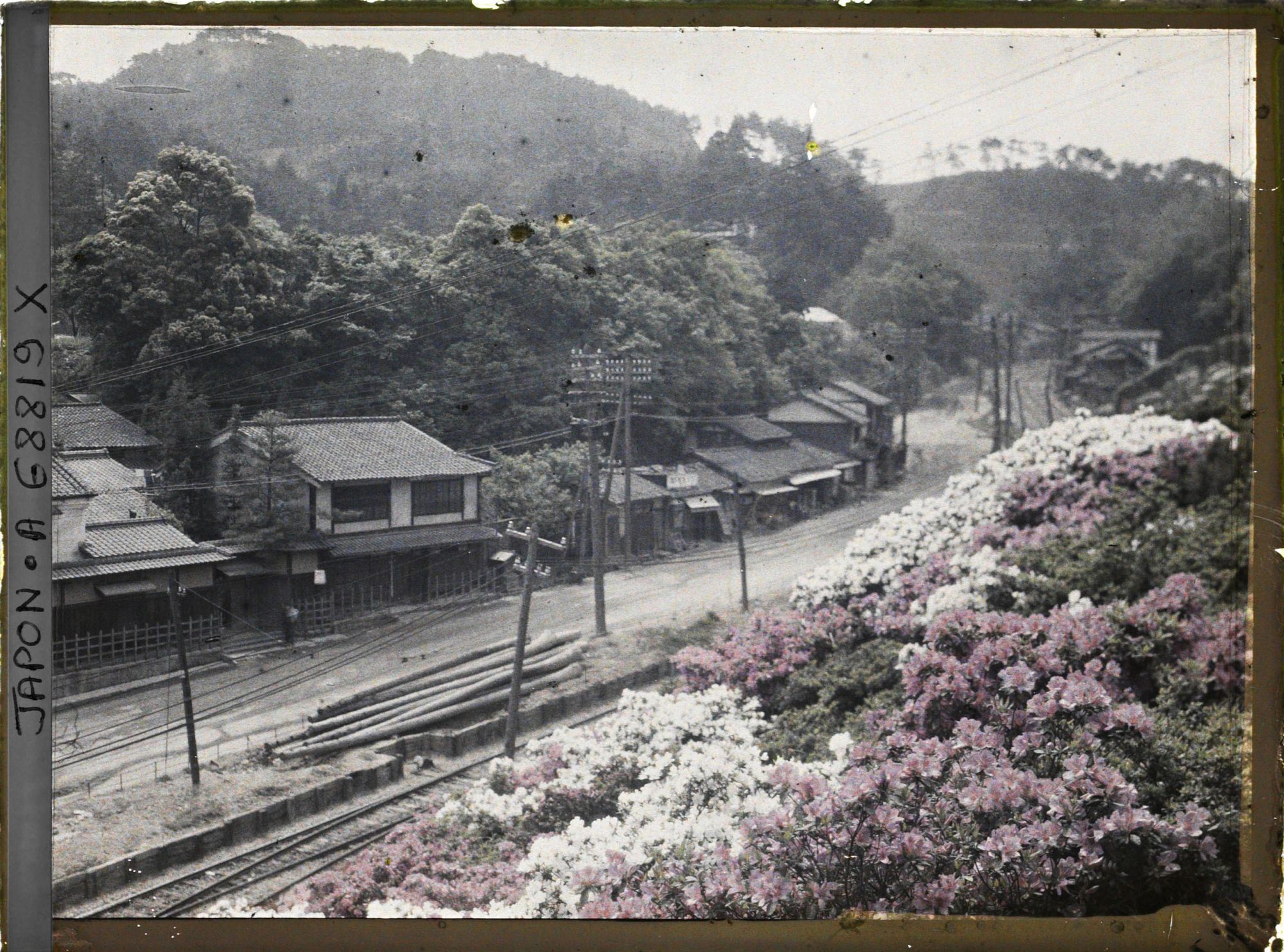 Image représentant Azalées en fleurs le long d'une voie ferrée dans un village