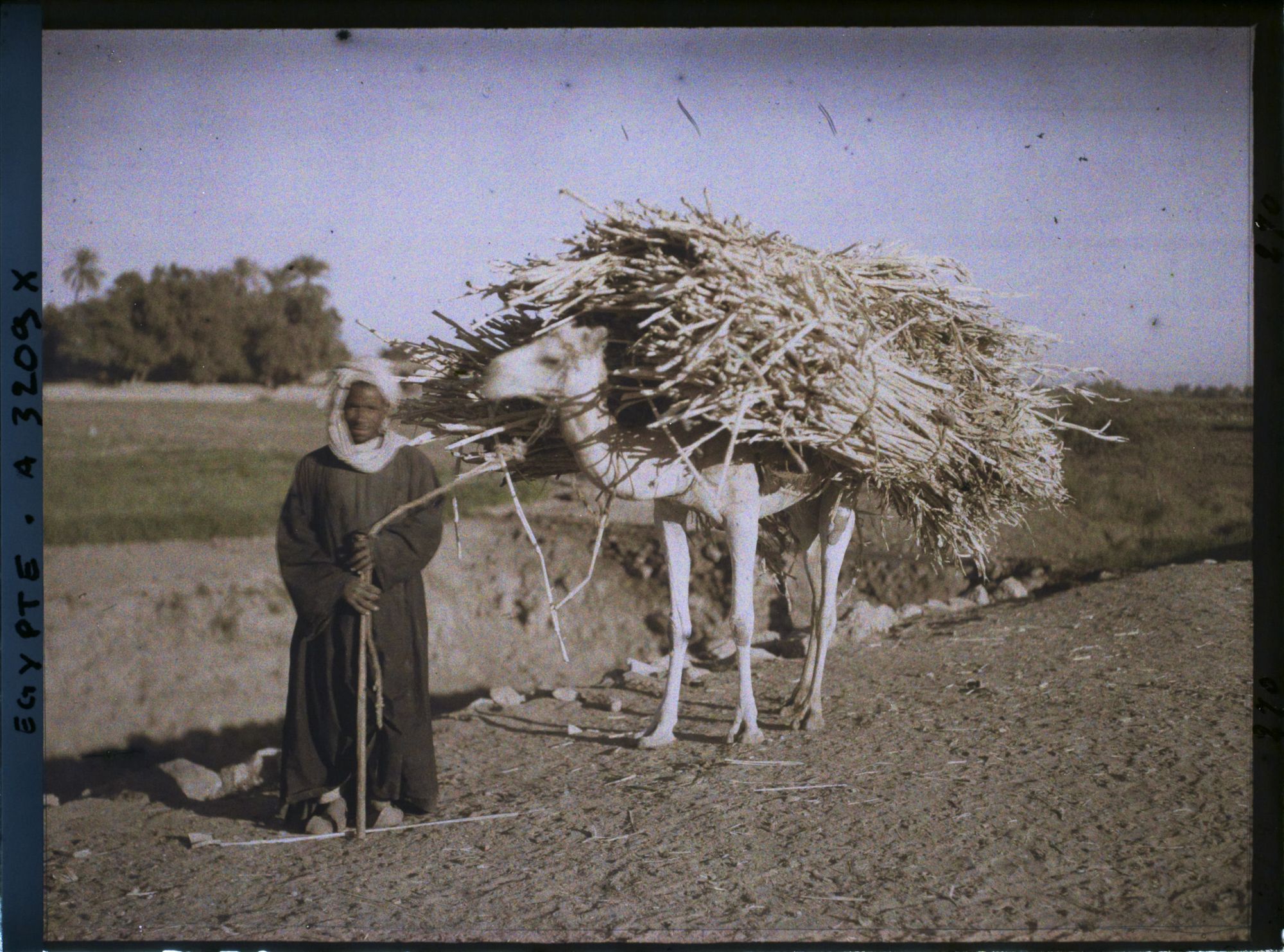 Image représentant Marchand de maïs et son chameau