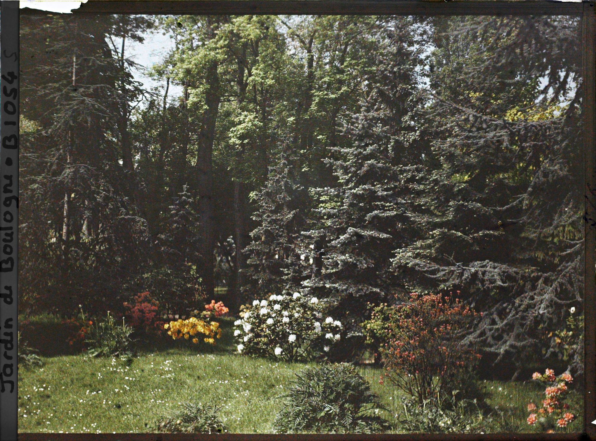 Image représentant Azalées et rhodos près de la forêt bleue