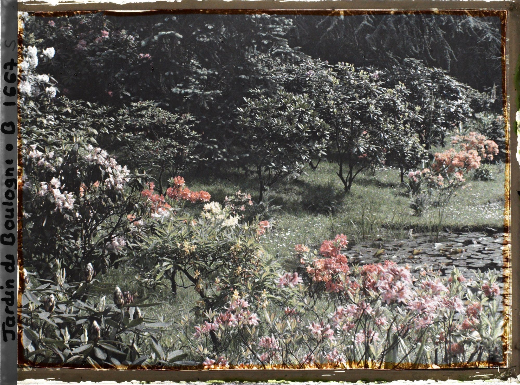 Image représentant Azalées près des étangs