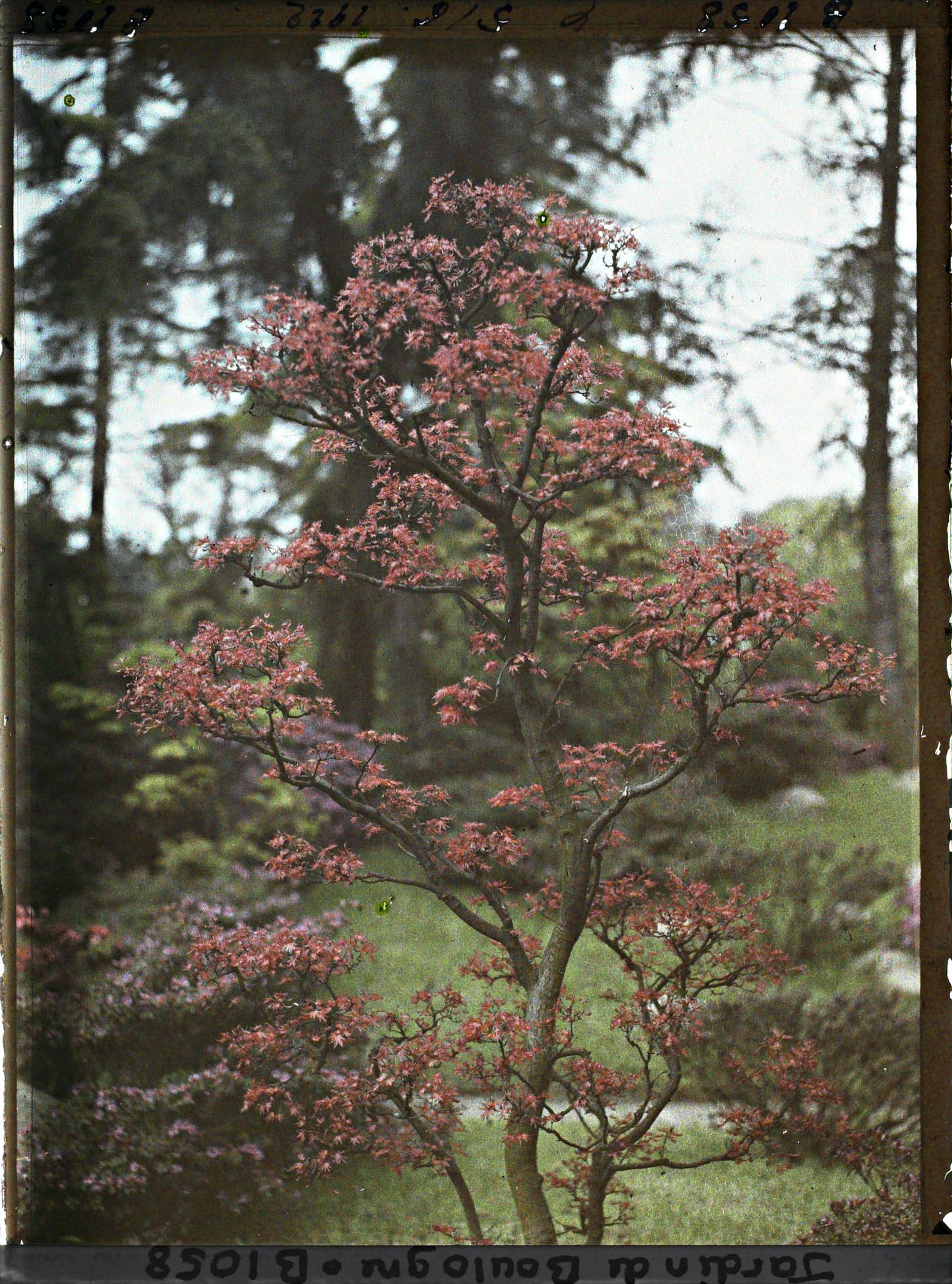 Image représentant Érable rougeoyant situé à l'entrée du " sanctuaire japonais "