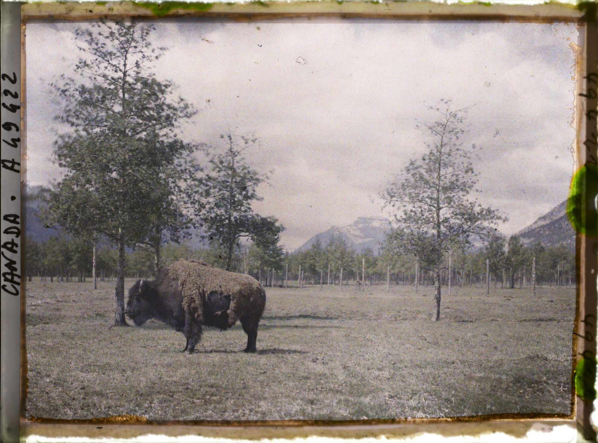 Image représentant Canada, Banff, Bison de travers (petit)