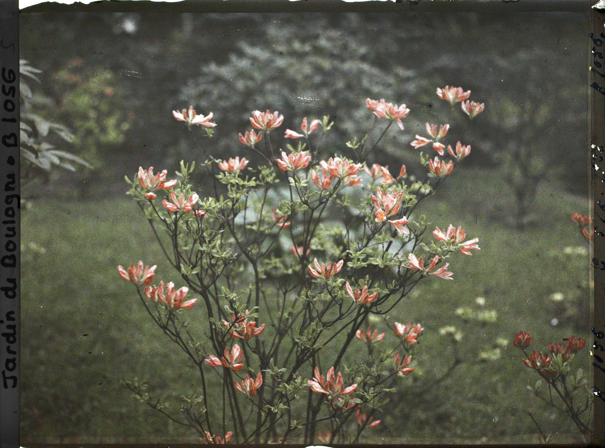 Image représentant Azalée