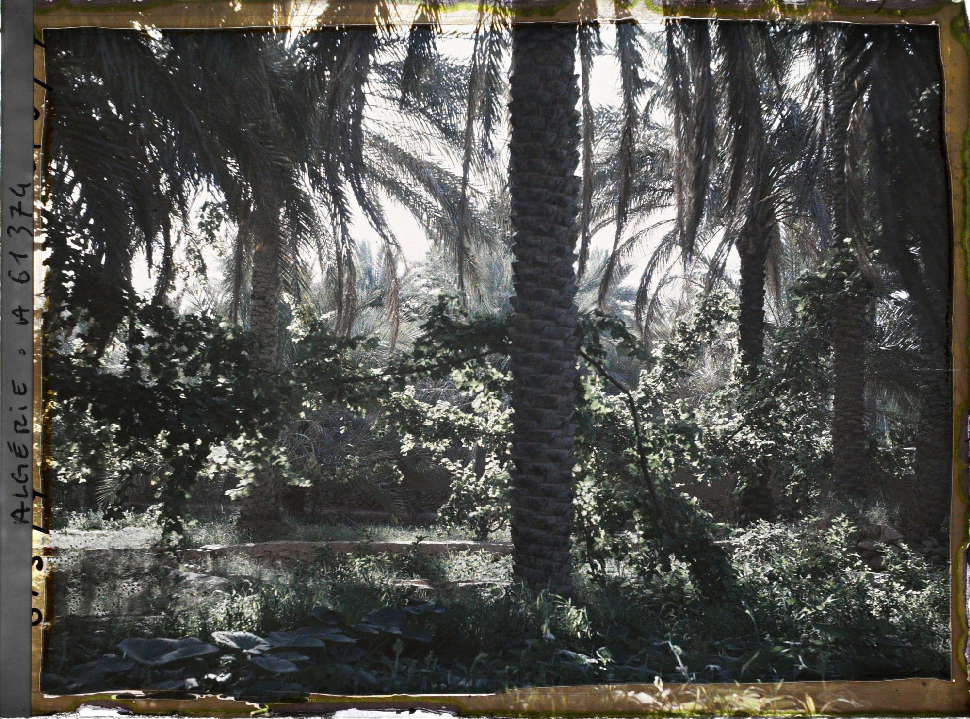 Image représentant Vignes cultivées sous les dattier dans l'oasis