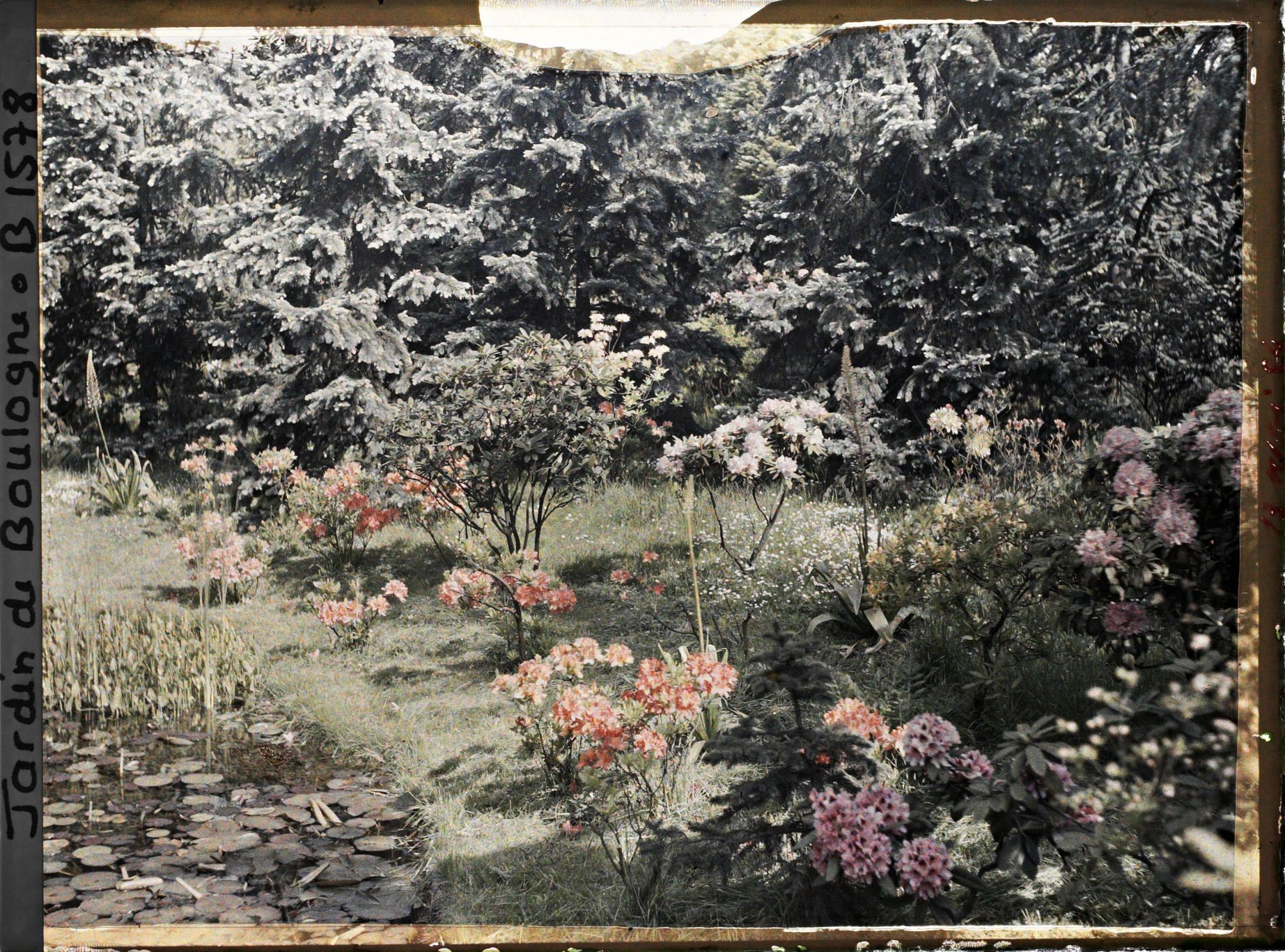 Image représentant Azalées et rhodos au borde de l'étang dans le marais