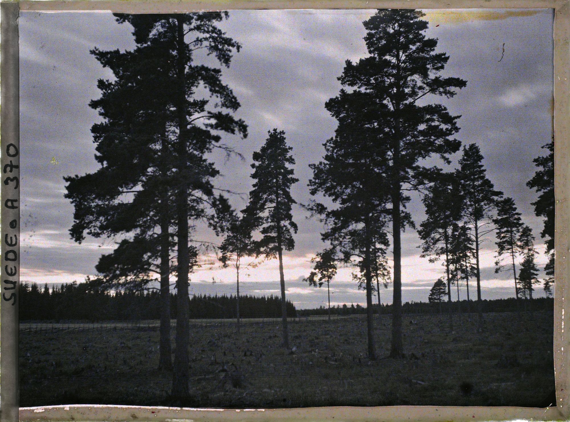 Image représentant Quelques pins