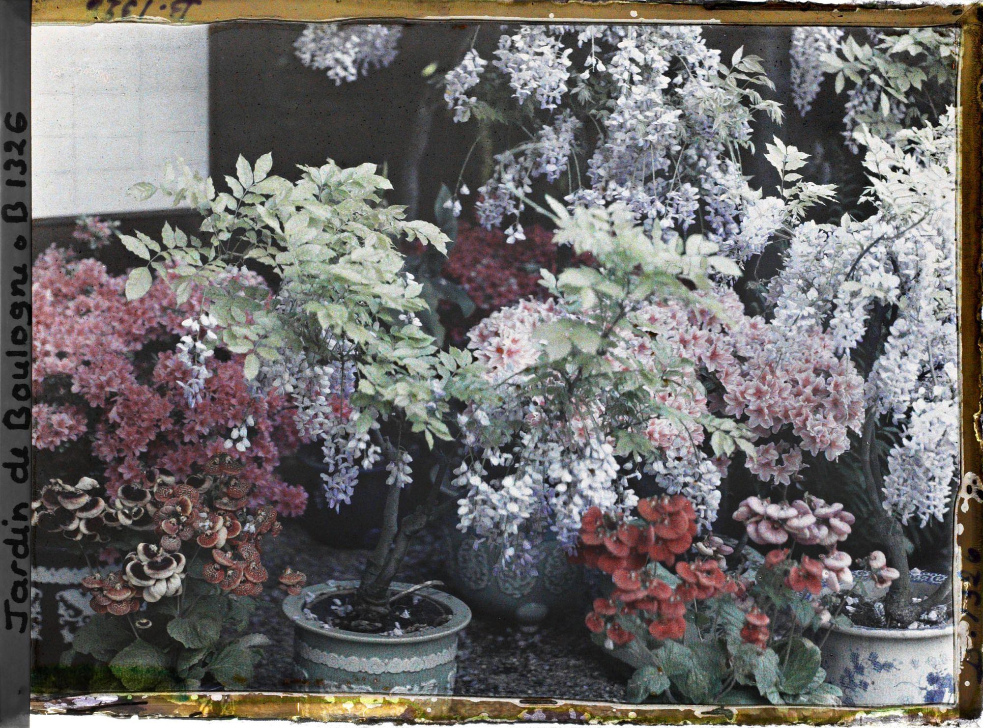 Image représentant Glycines, azalées et calcéolaires en pots fleuries au pied de la maison est du " village japonais "