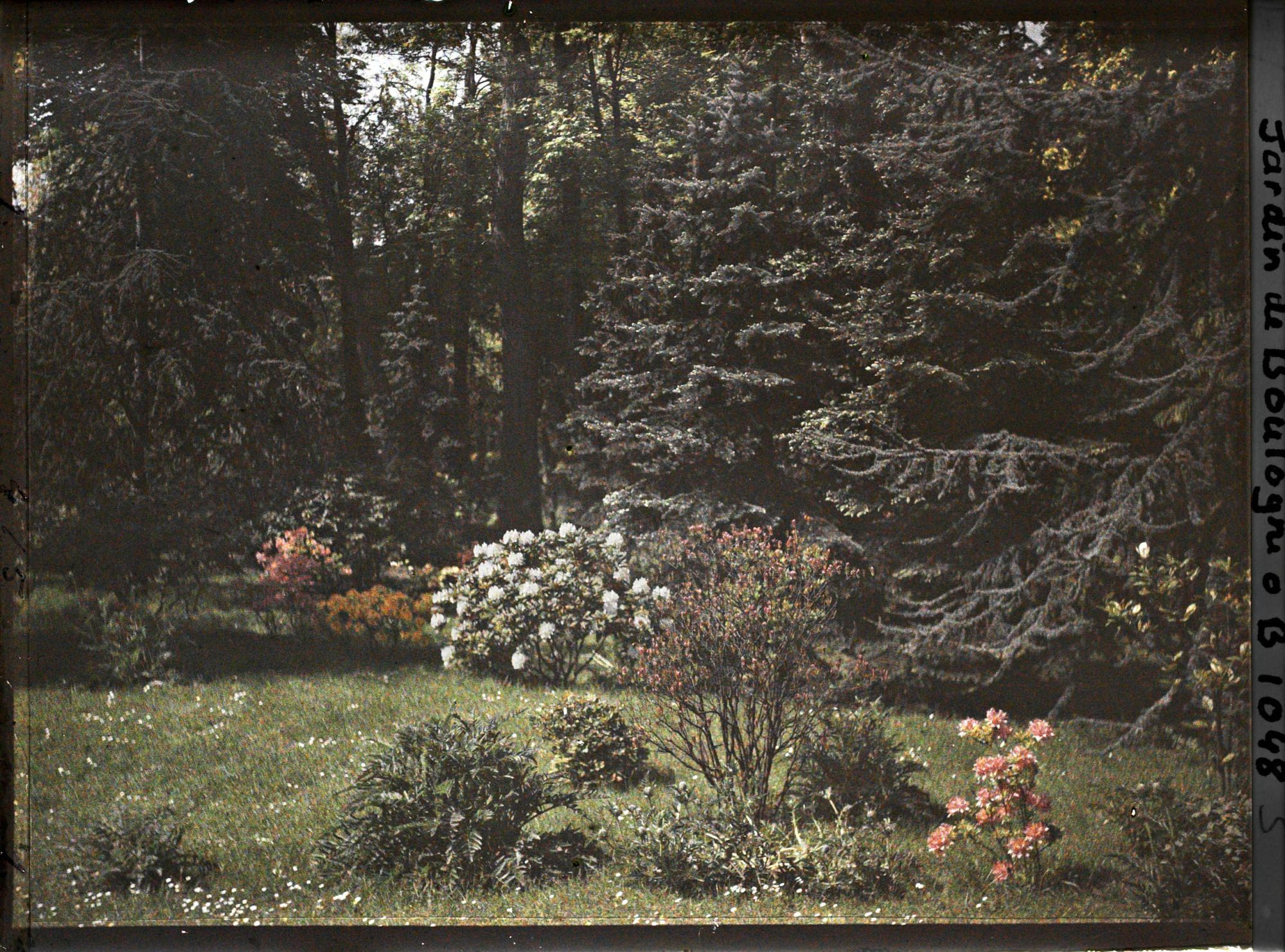 Image représentant Azalées et rhodos près de la forêt bleue