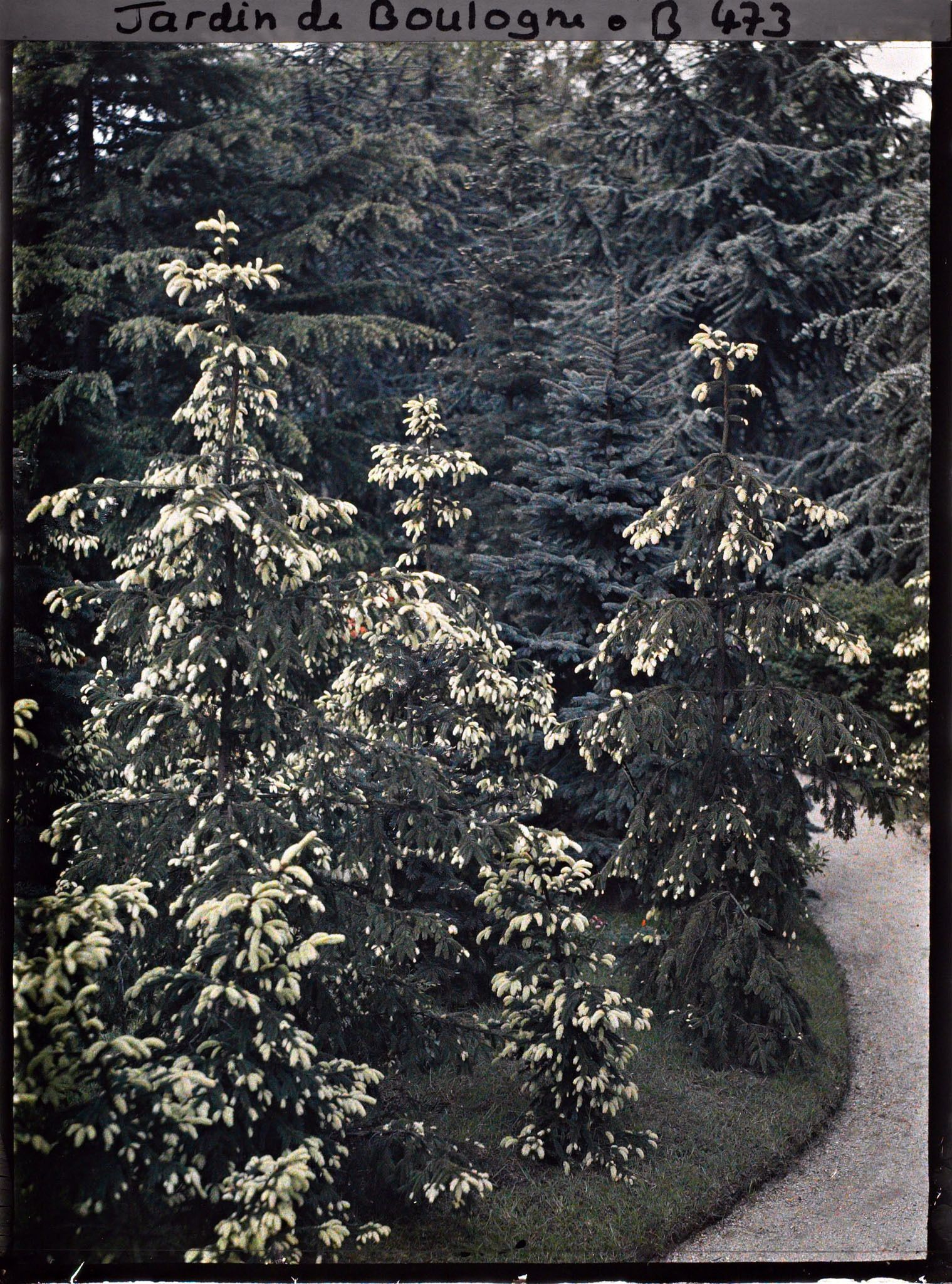 Image représentant Pointes jaunes des épicéas de la forêt dorée