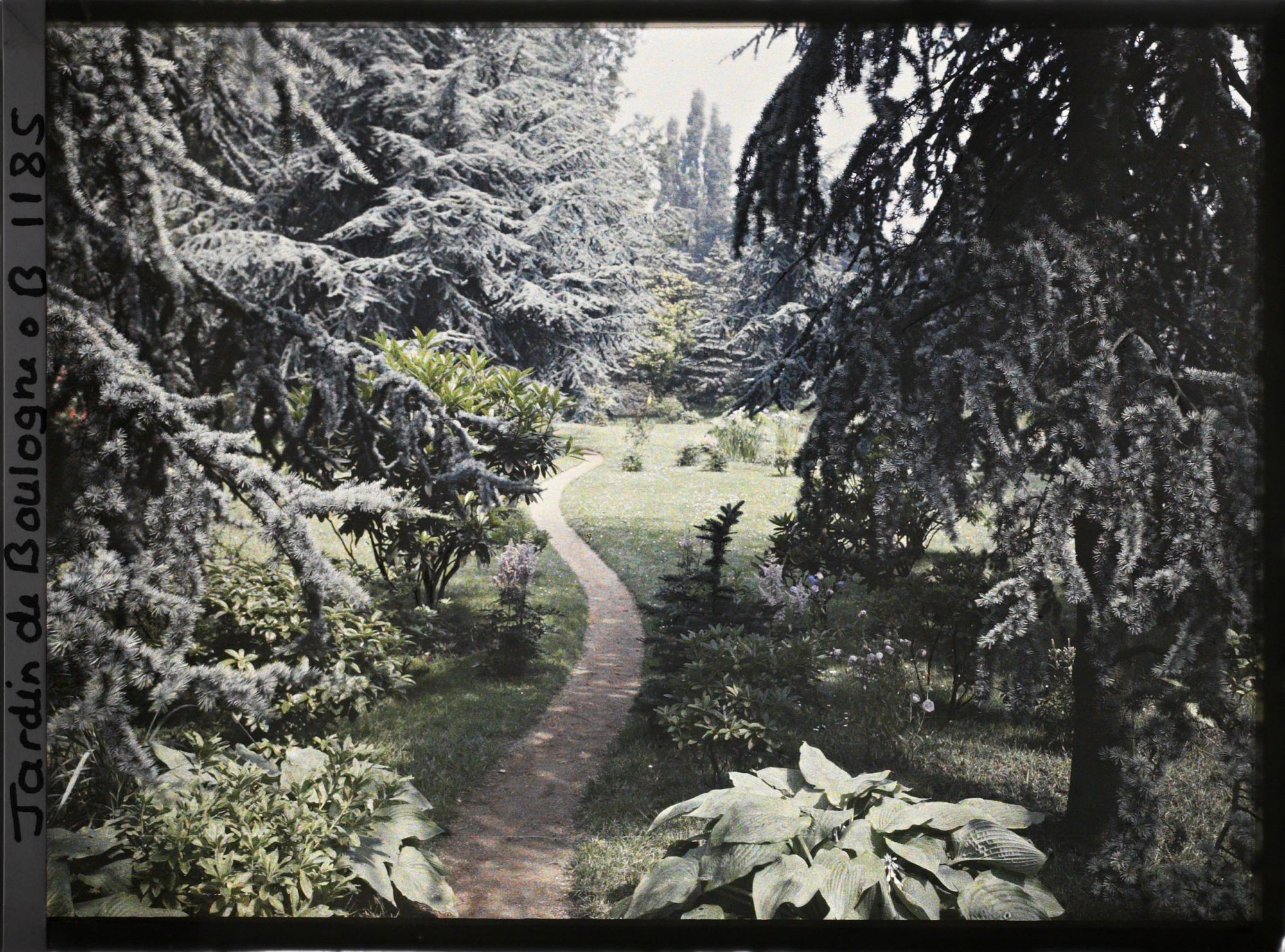 Image représentant Grands cèdres encadrant le chemin de la forêt bleue qui serpente vers l'ouest en bordure du marais
