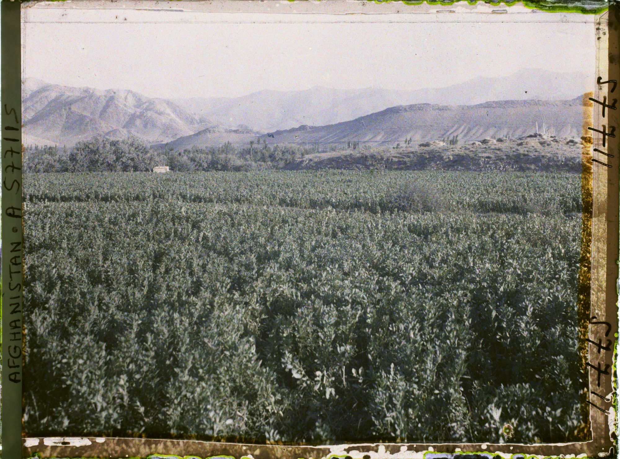 Image représentant Champ de fèves