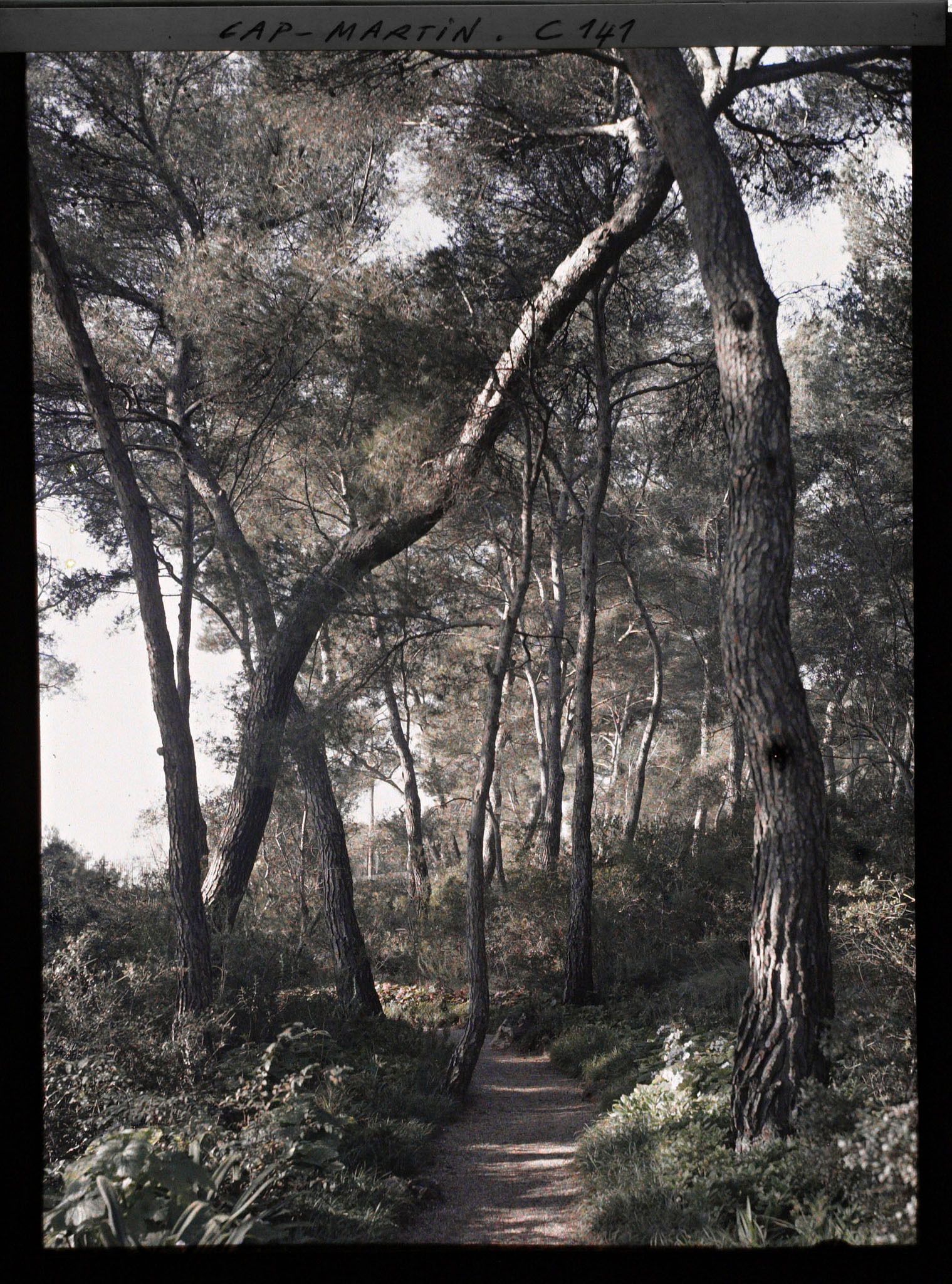 Image représentant Cap Martin - Le Jardin