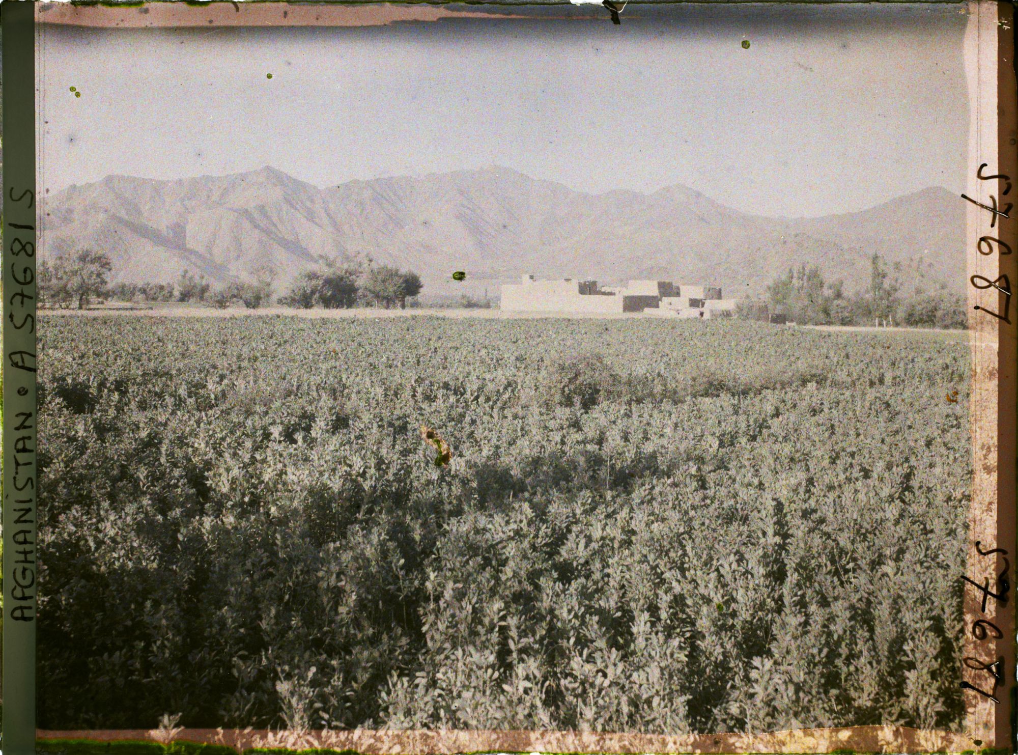 Image représentant Champ de fèves et ferme