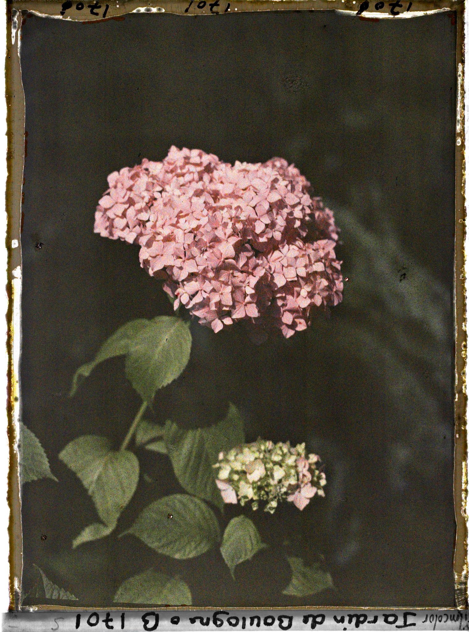 Image représentant Fleur d'hortensia