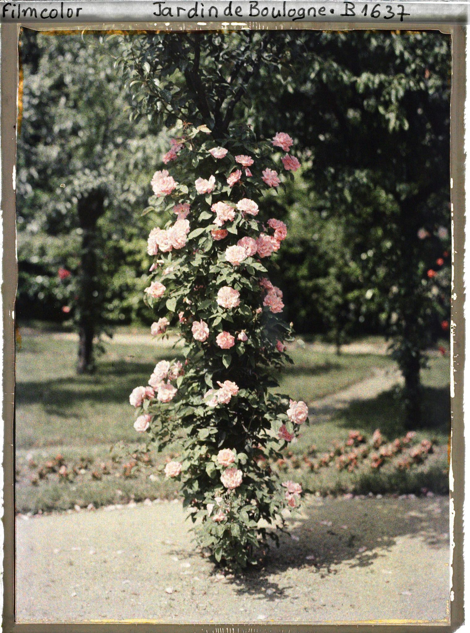 Image représentant Rosier ornant le tronc d'un fruitier, sur le rond-point du verger-roseraie proche de la dépendance