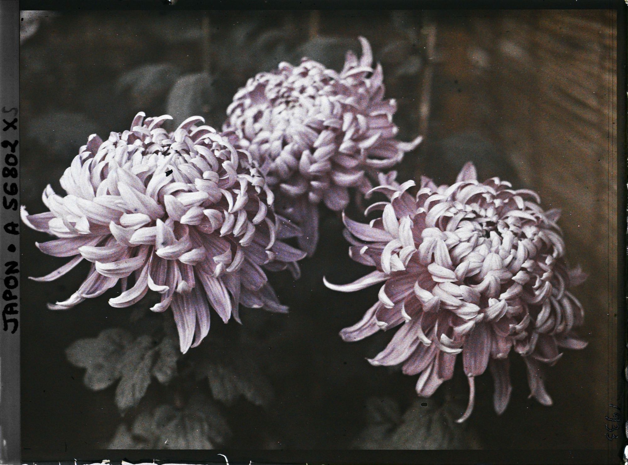 Image représentant Exposition de chrysanthèmes