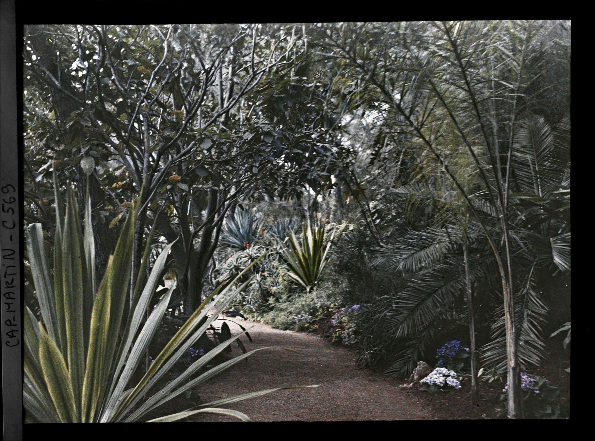 Image représentant Le jardin Les tropiques