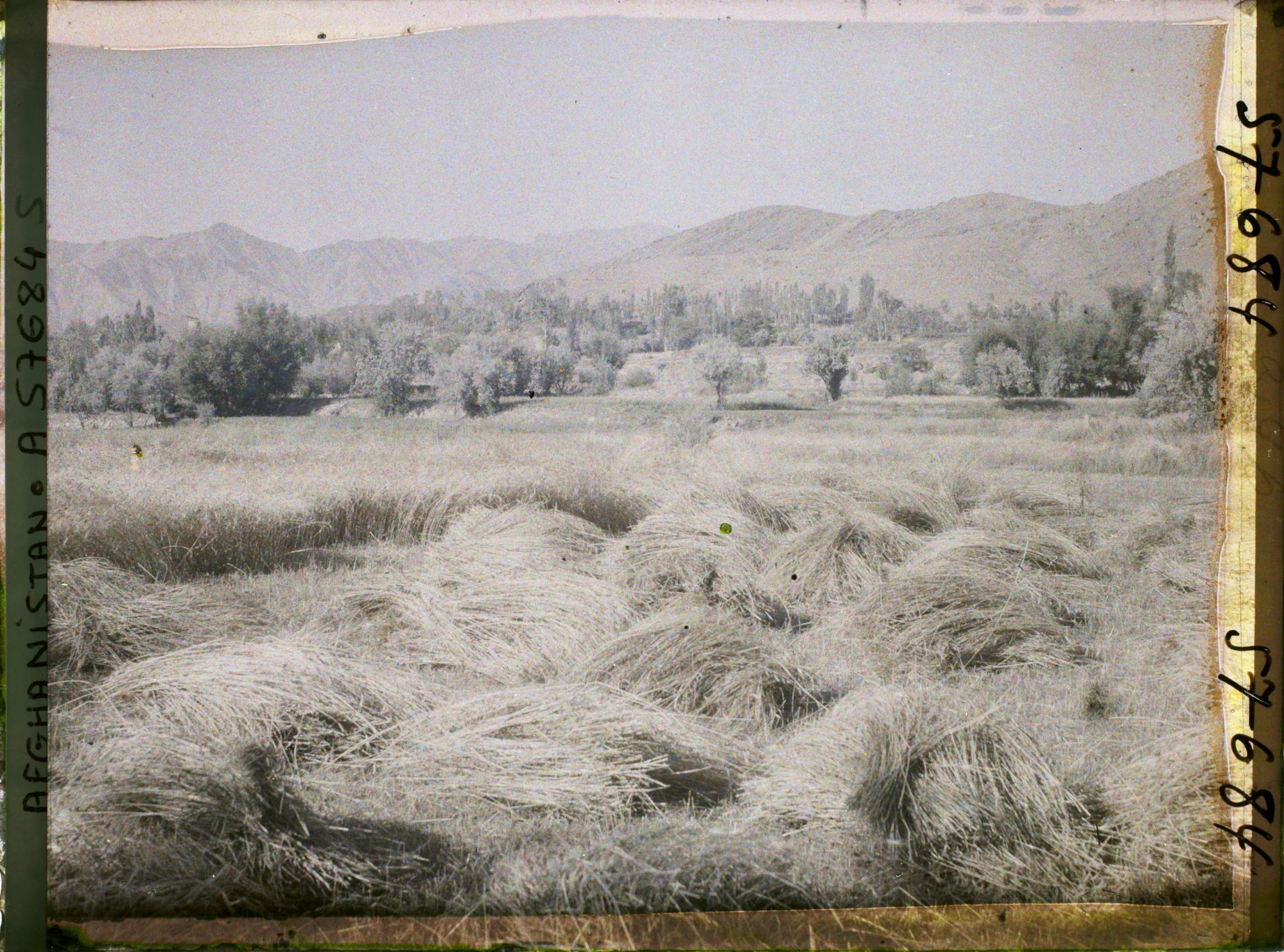 Image représentant Afghanistan, Meidan, Champ de blé