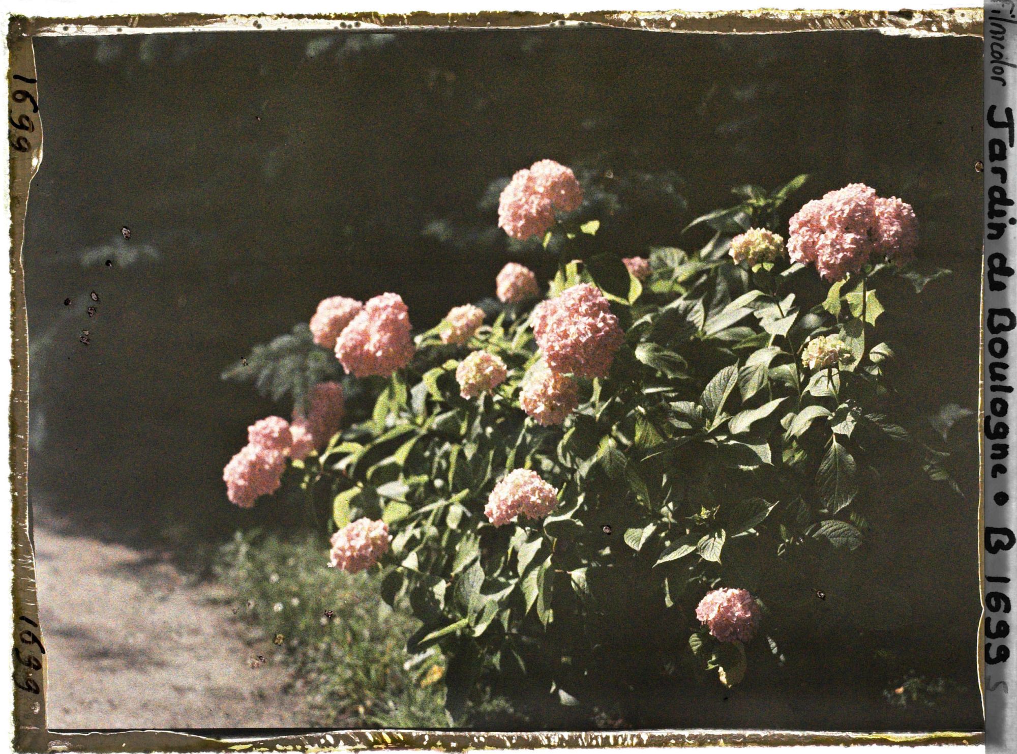 Image représentant Pied d'hortensia