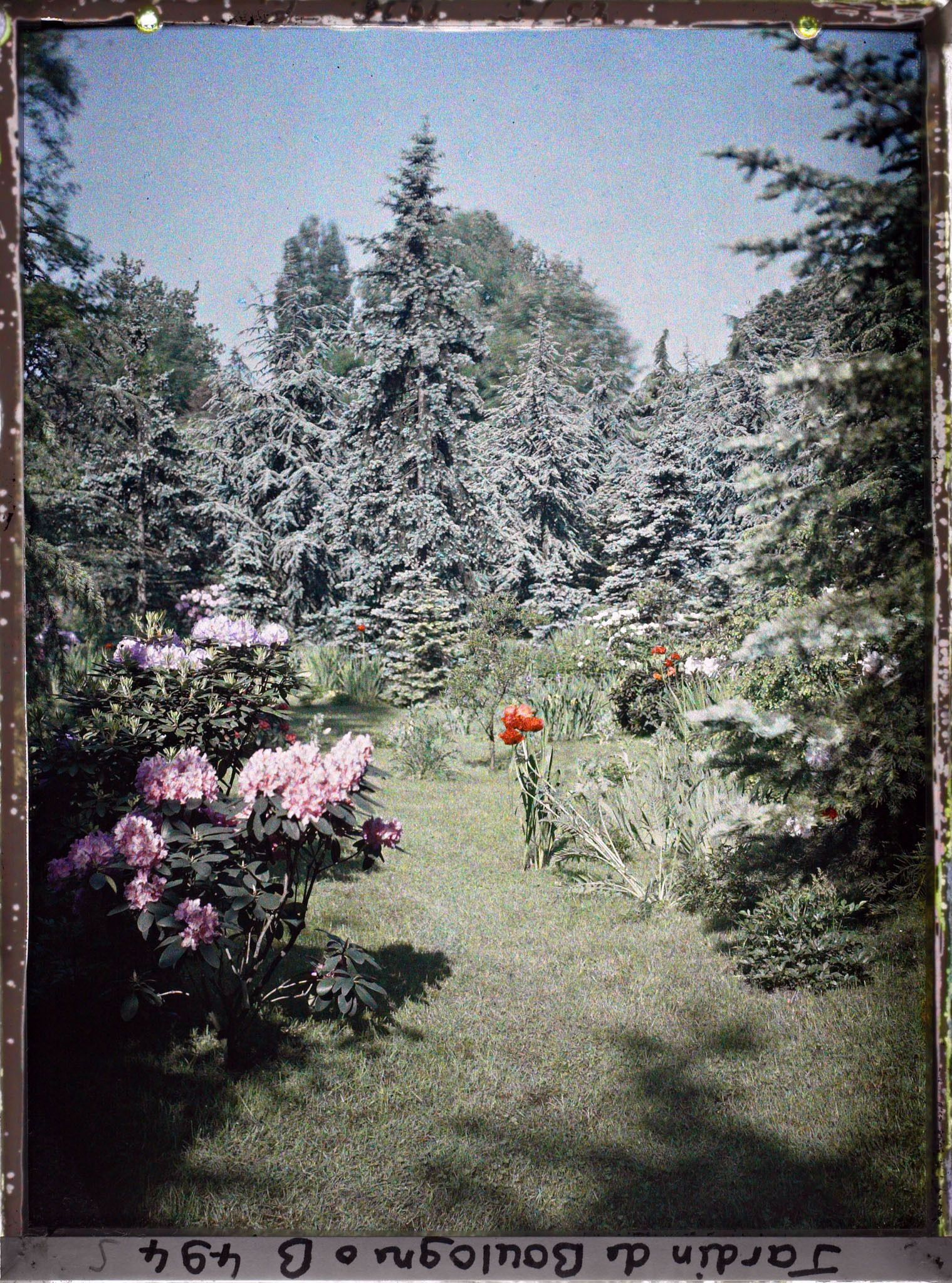 Image représentant Parterres d'azalées fleuries au pied des confières de la forêt bleue