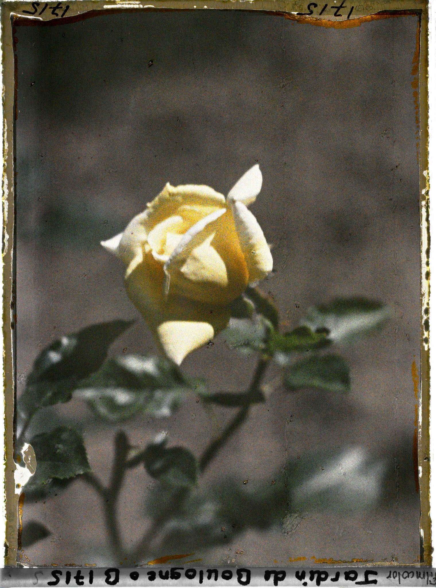 Image représentant Bouton de rose jaune