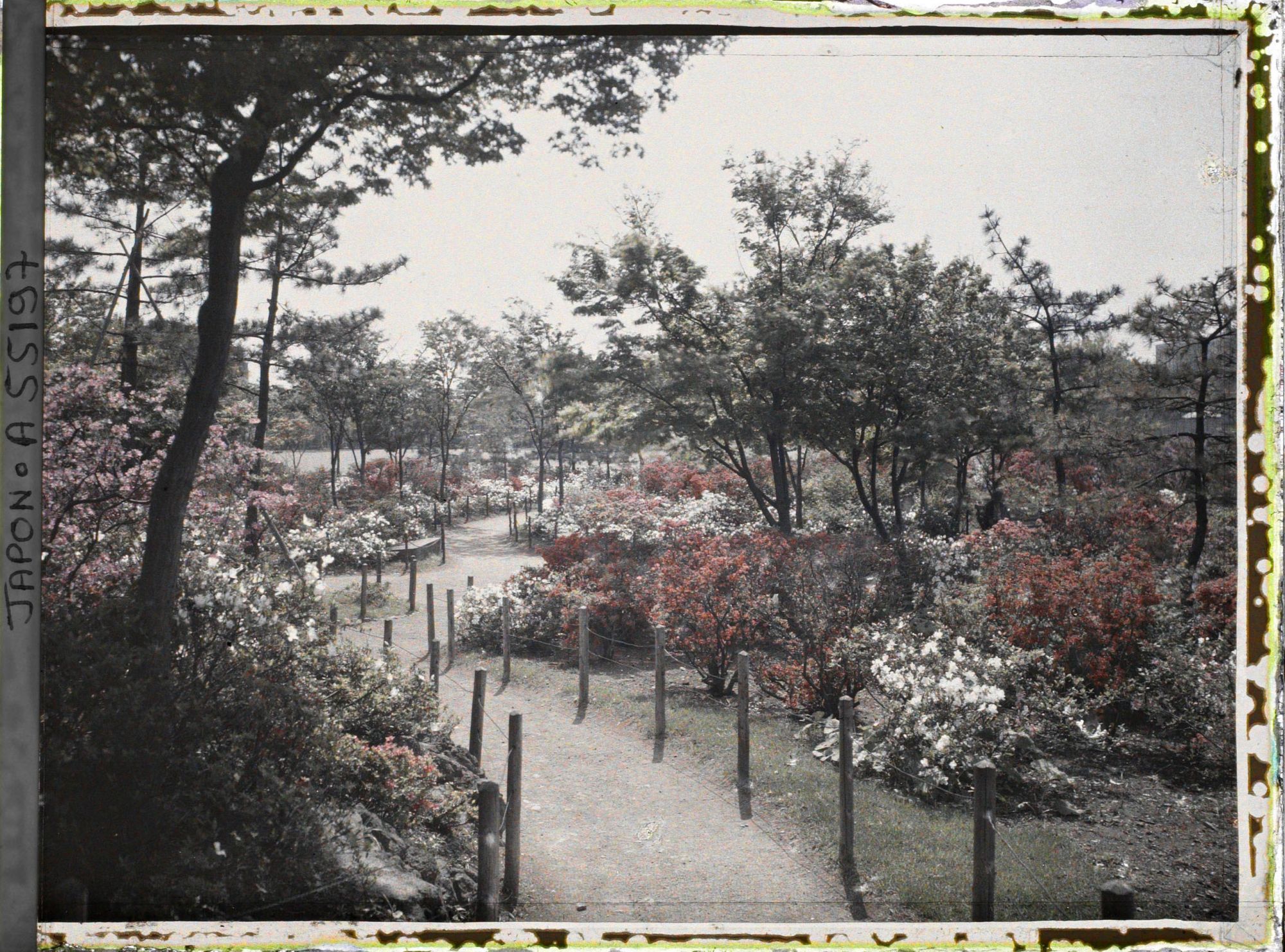 Image représentant Hibiya-koen (parc de Hibiya), allée bordée d'azalées