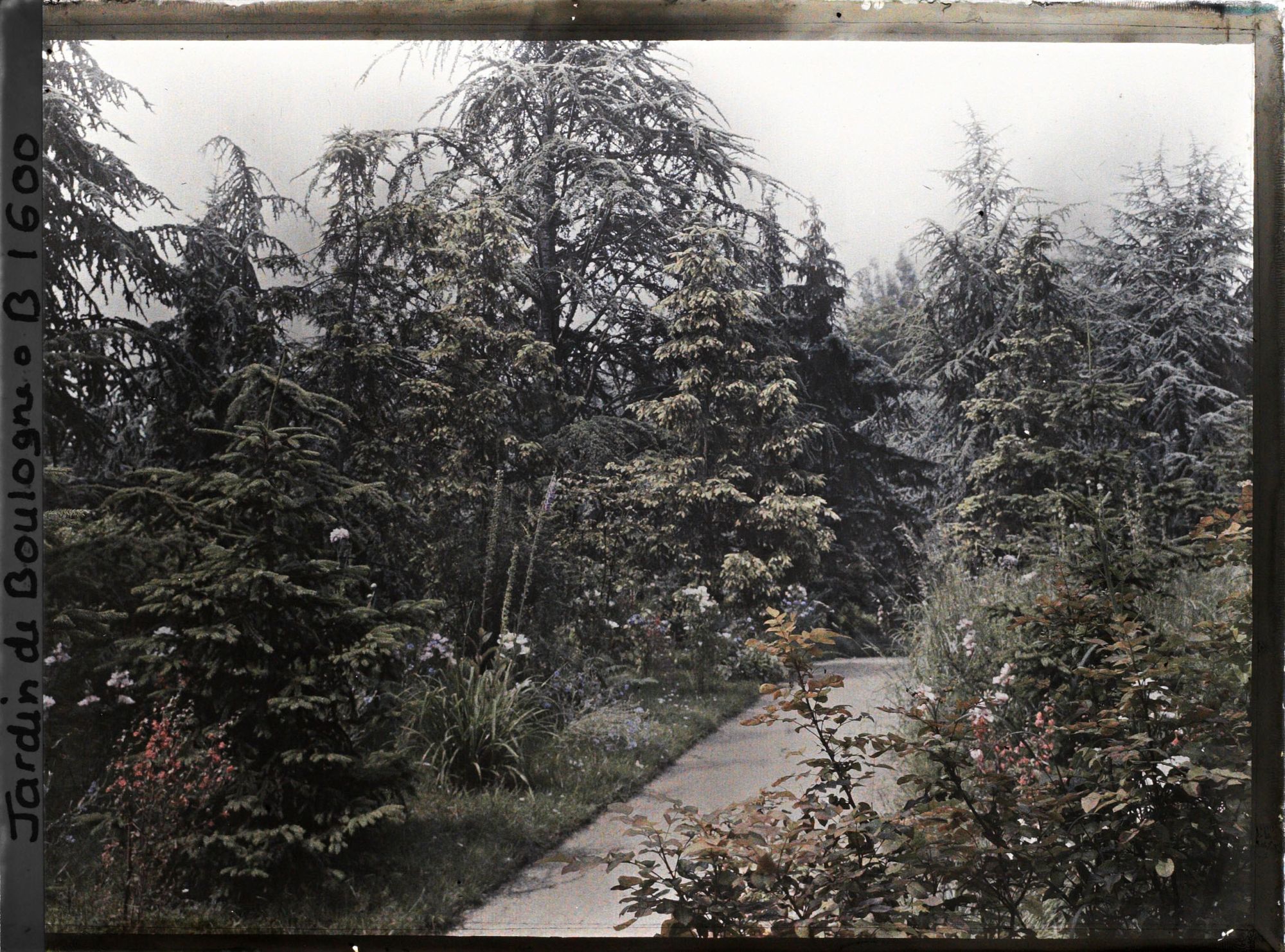 Image représentant La forêt dorée et la prairie