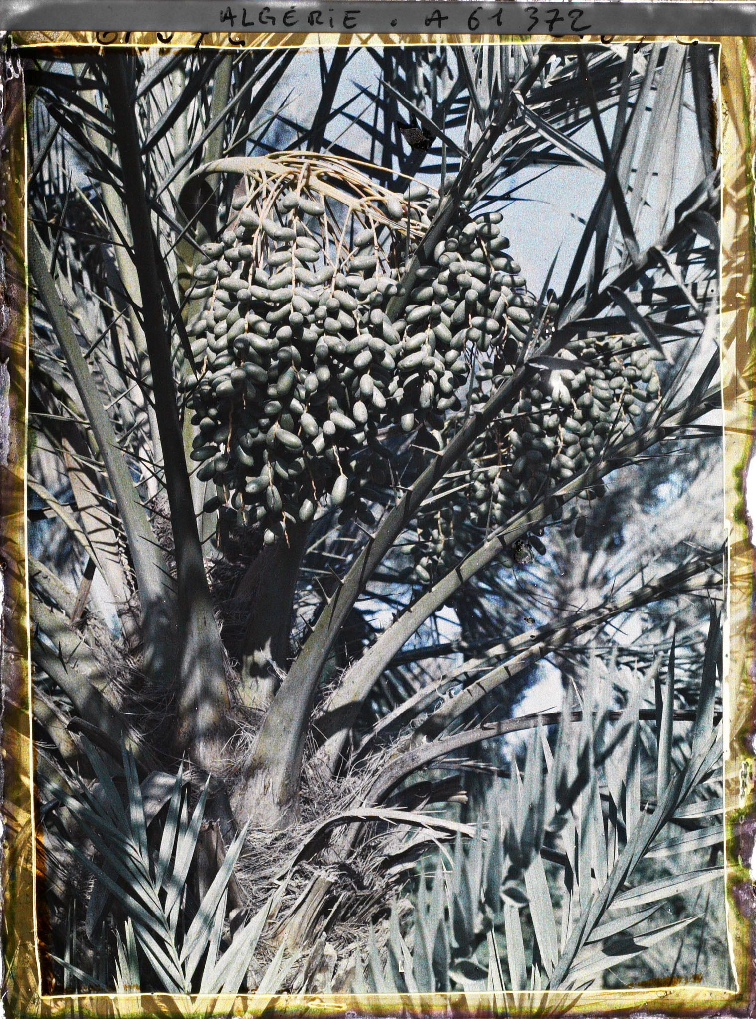 Image représentant Un régime de dattes de l'oasis de Ghardaïa