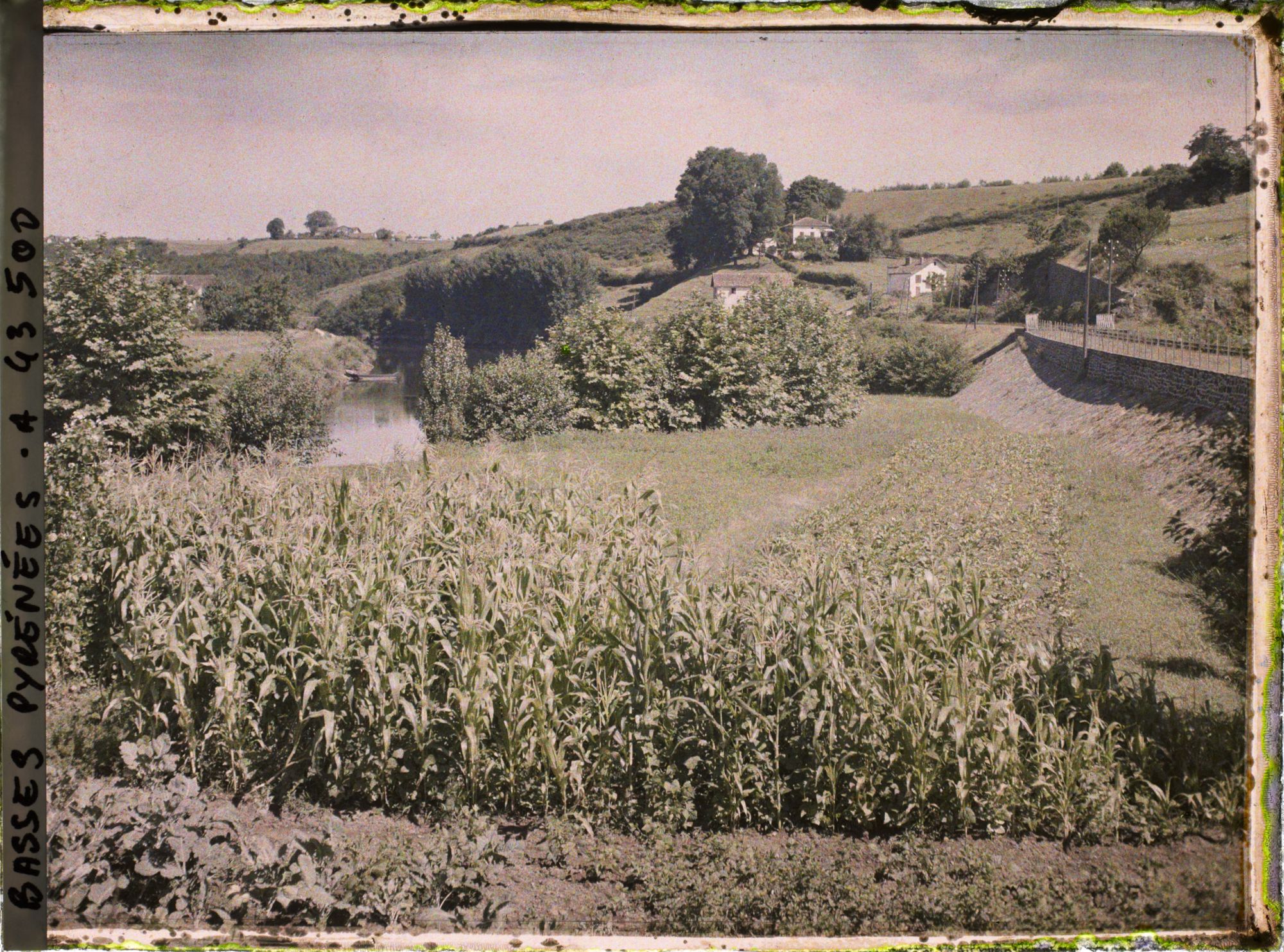 Image représentant France, Villefranque, Le maïs