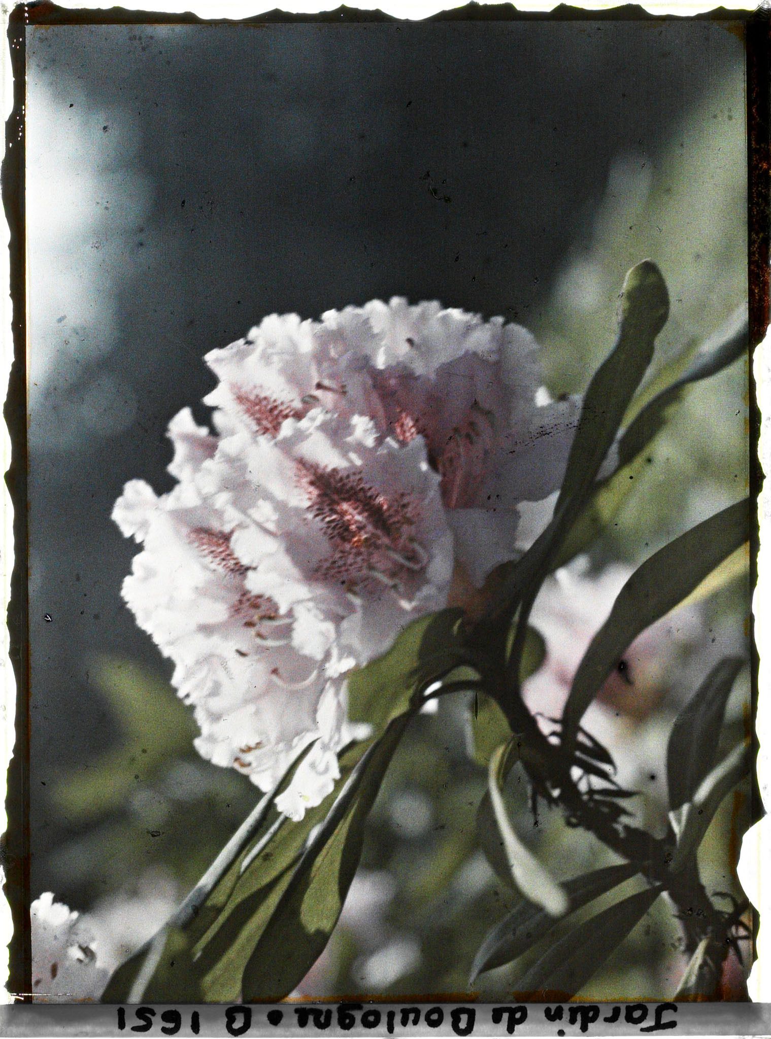 Image représentant Fleur de rhodo mauve en gros plan