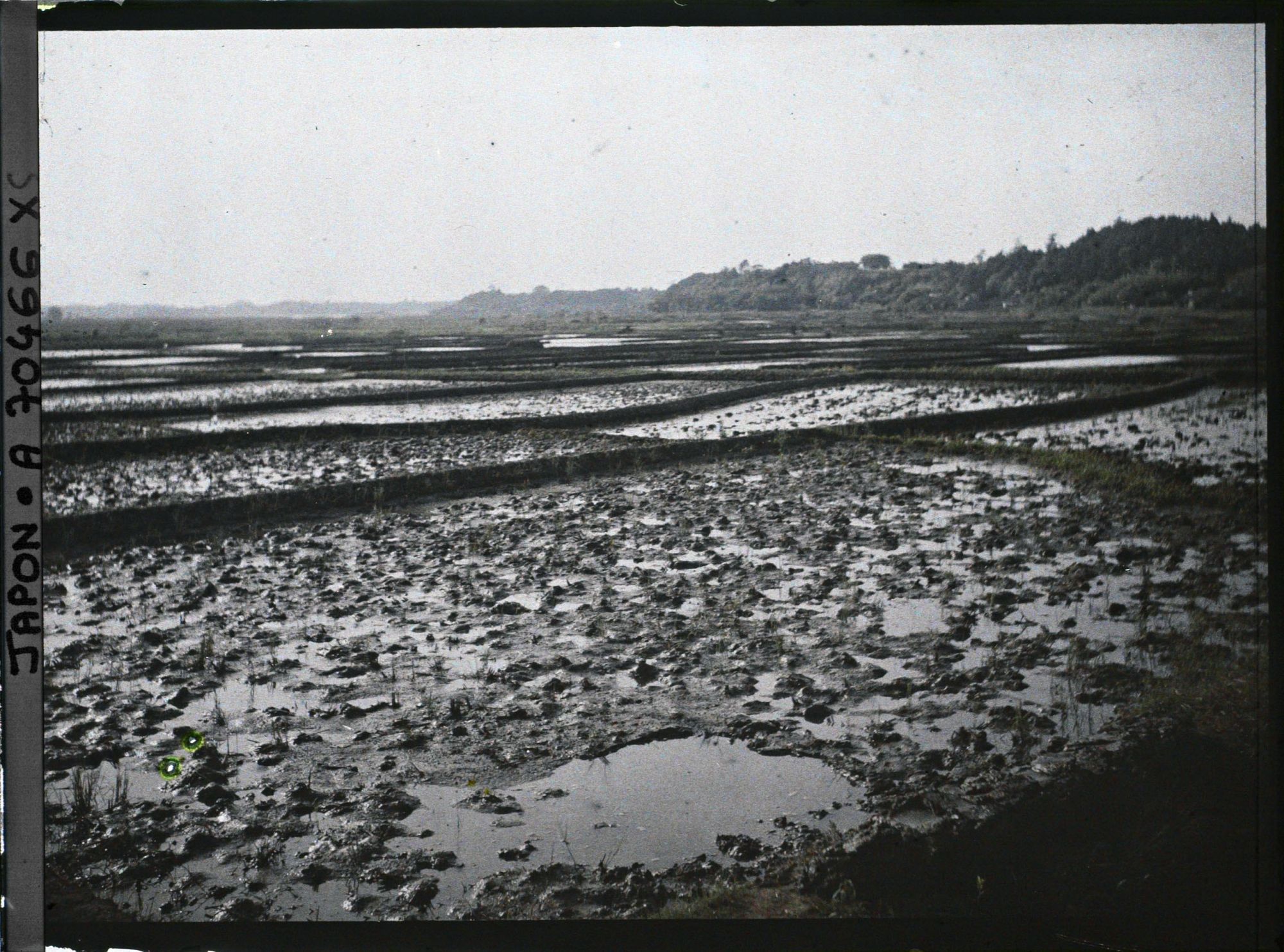 Image représentant Rizières inondées