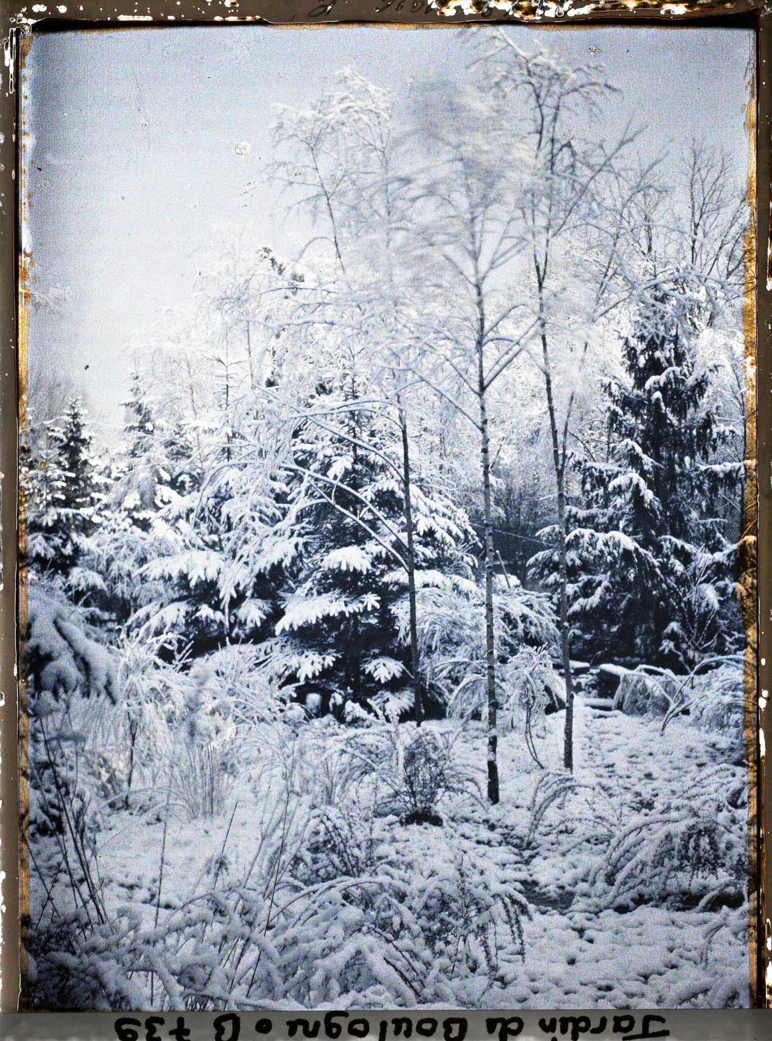 Image représentant Forêt bleue sous la neige