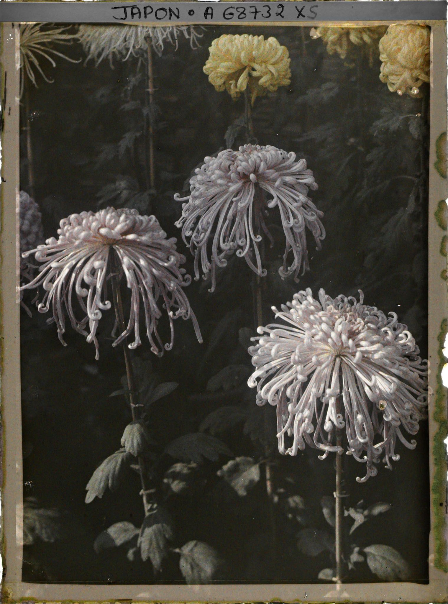 Image représentant Exposition de chrysanthèmes