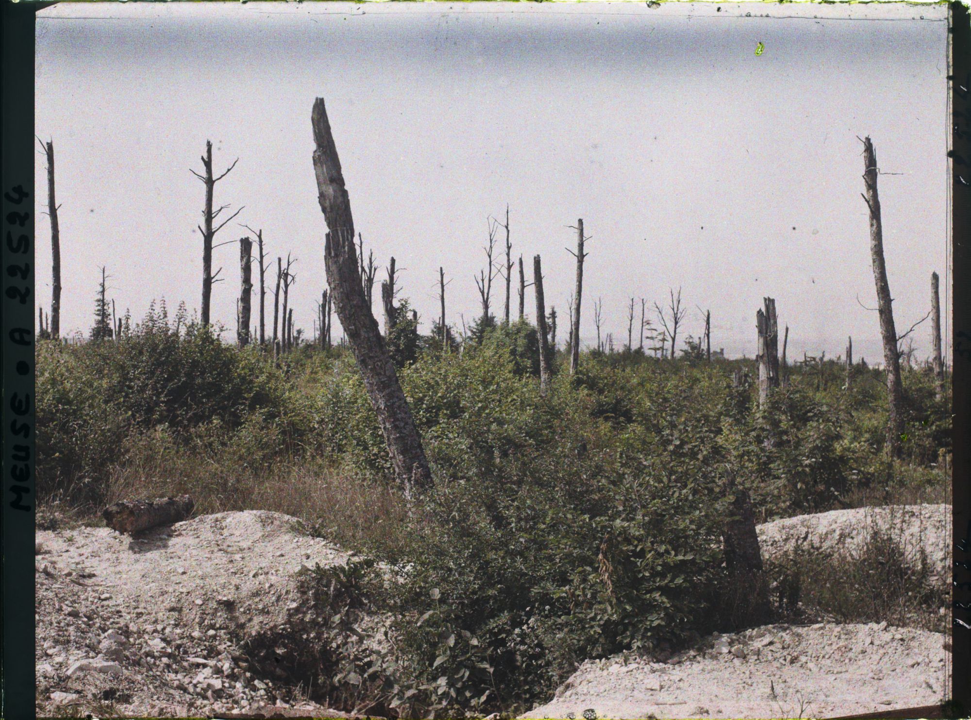 Image représentant France, Bois de Tavanne, Bois de Tavanne, autre aspect