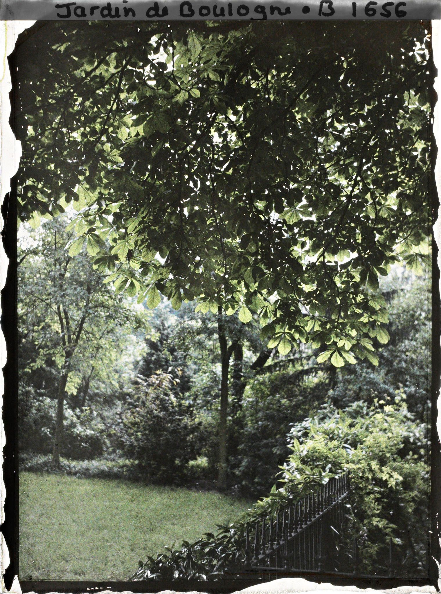 Image représentant Le marronnier et la grille près du laboratoire, effet de verdure