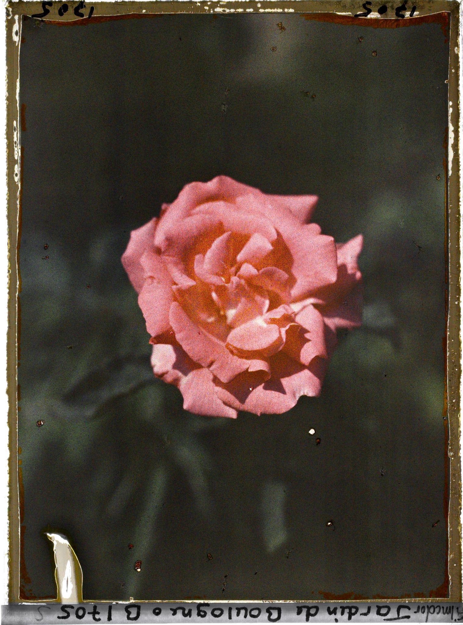 Image représentant Rose d'un rose orangé soutenu