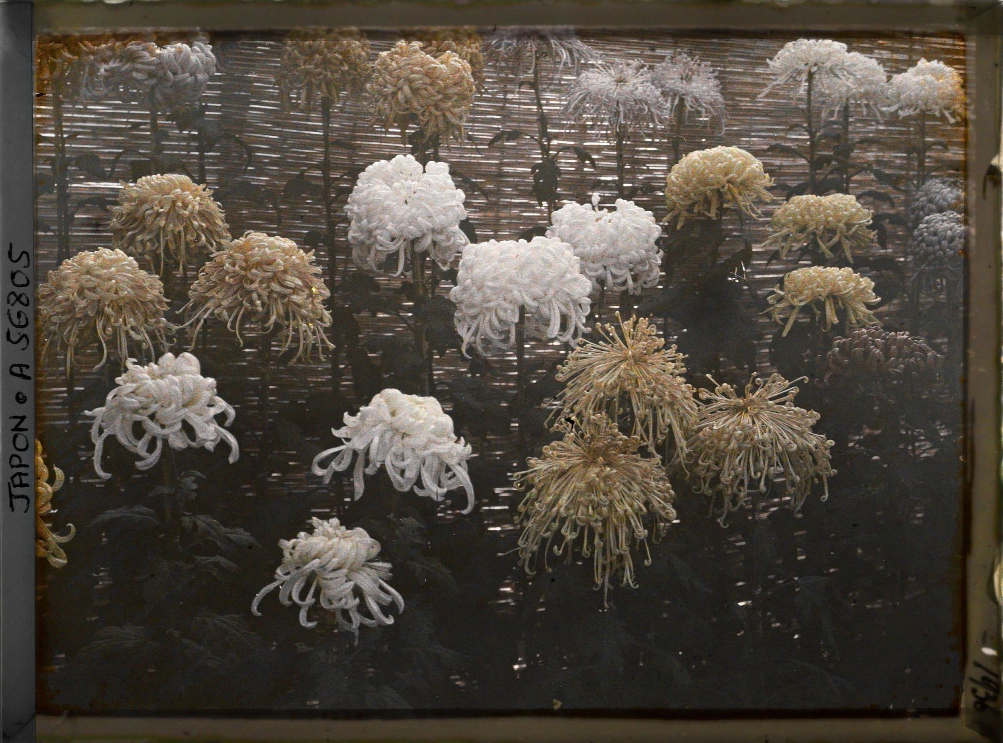 Image représentant Exposition de chrysanthèmes